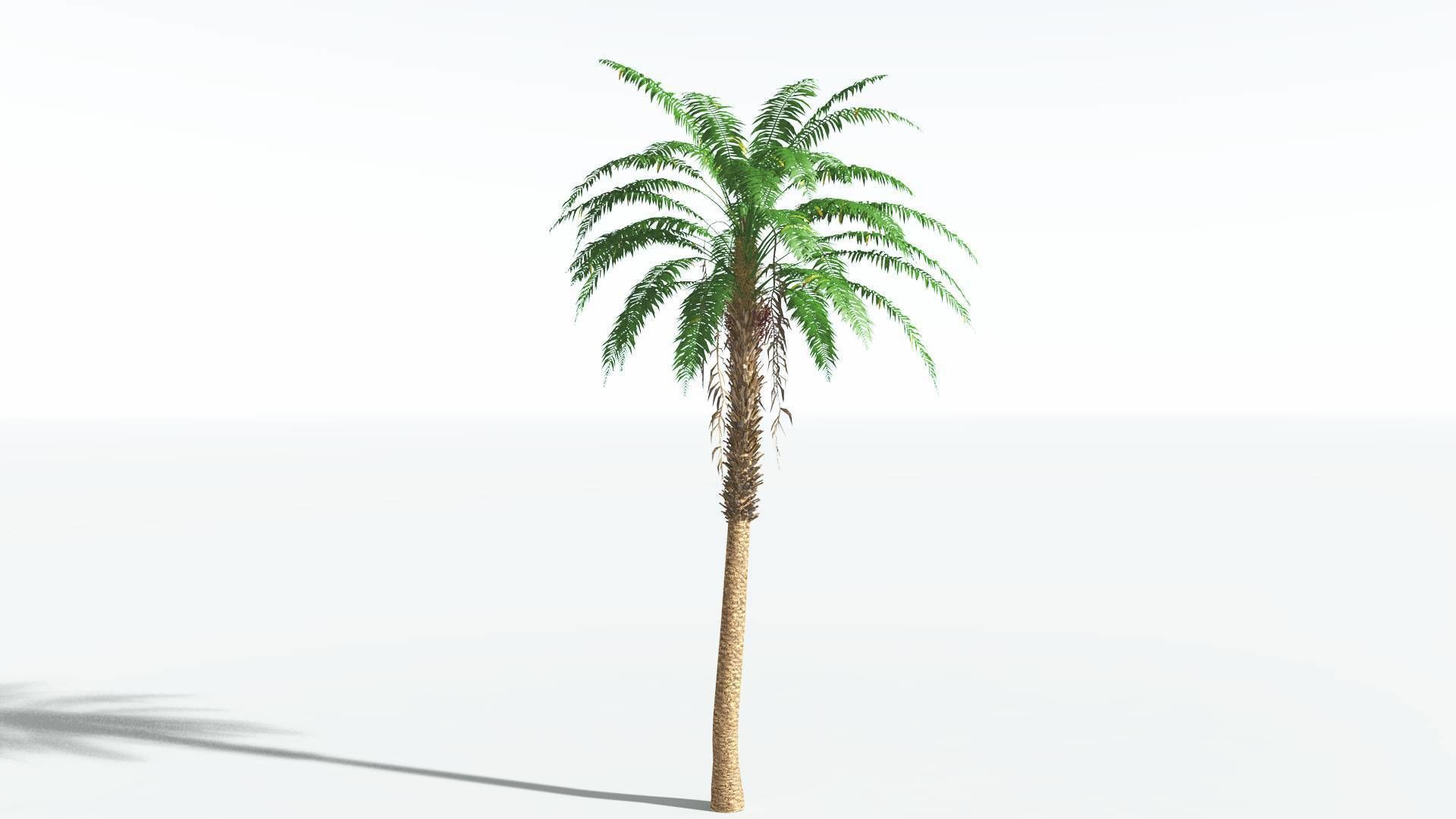 EVERYPlant African Oil Palm 4 --16 Models-- 3D model_24