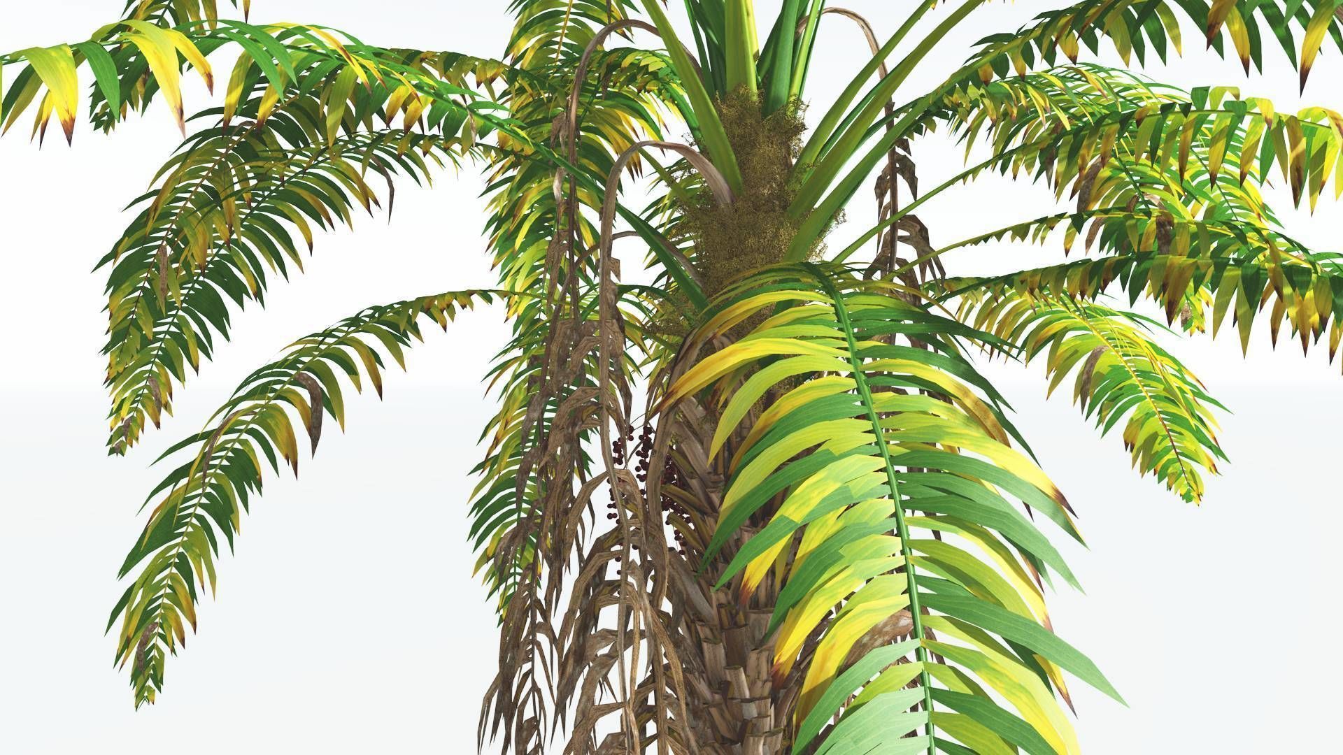 EVERYPlant African Oil Palm 4 --16 Models-- 3D model_7