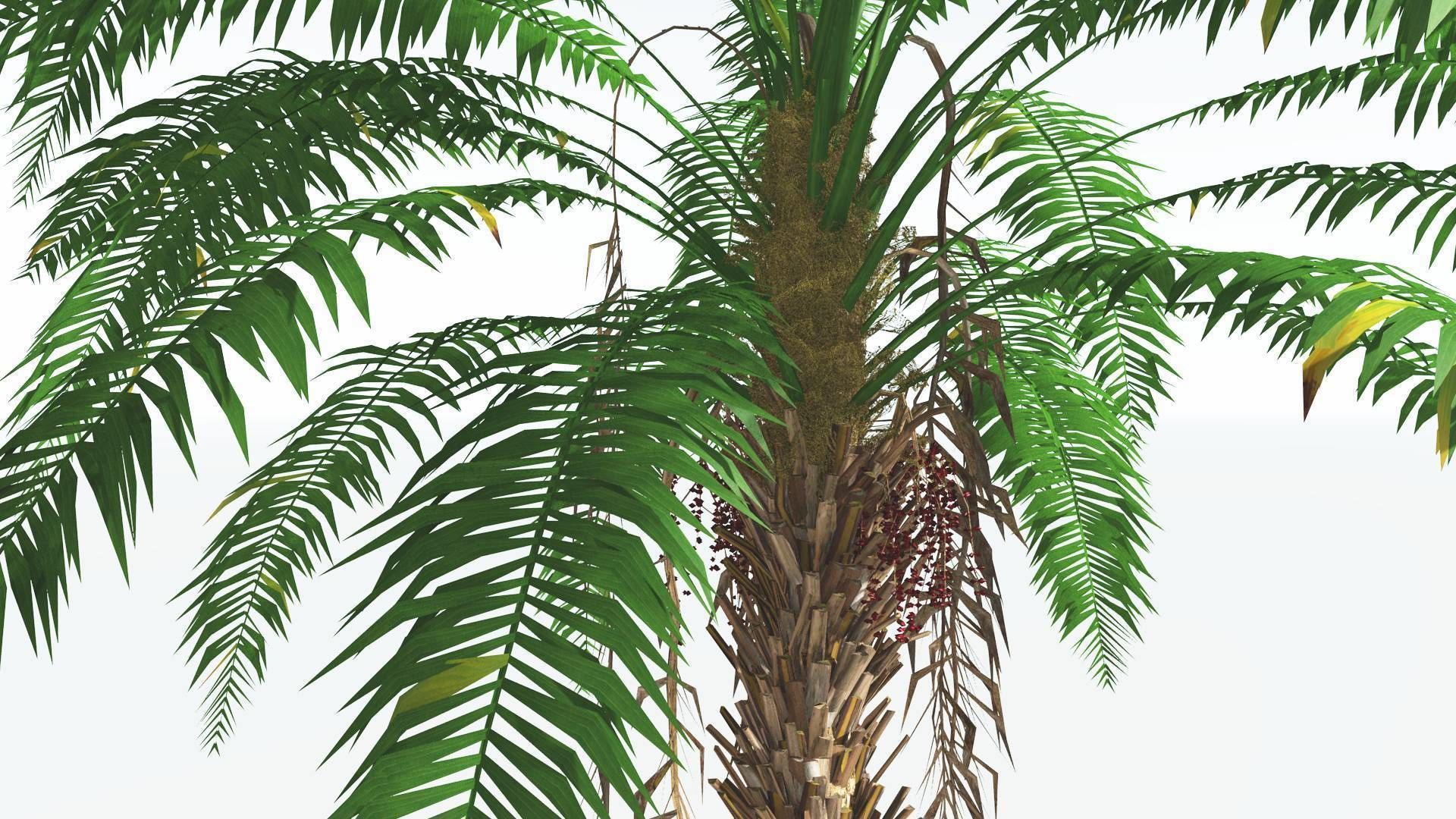 EVERYPlant African Oil Palm 4 --16 Models-- 3D model_25