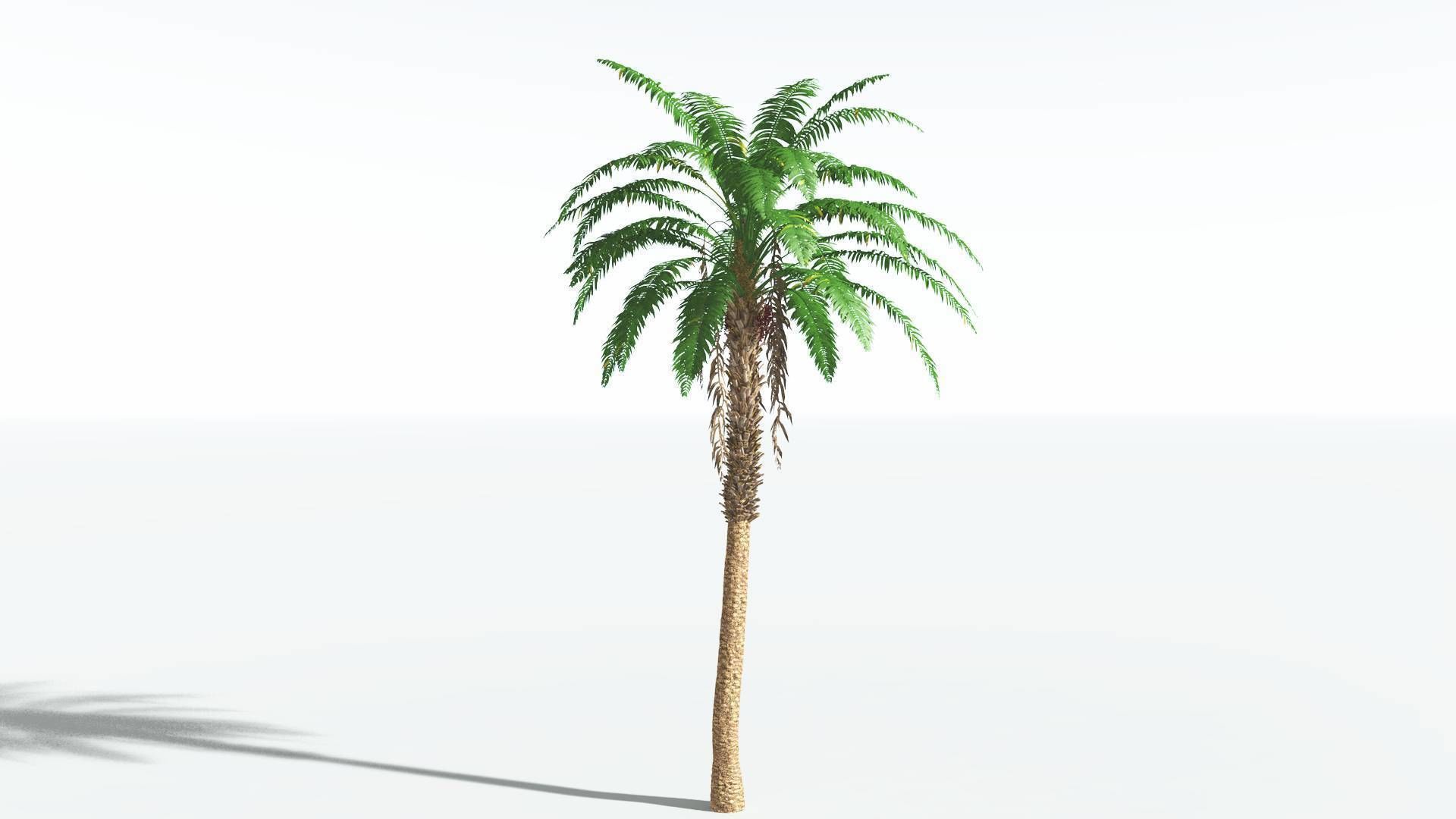 EVERYPlant African Oil Palm 4 --16 Models-- 3D model_30