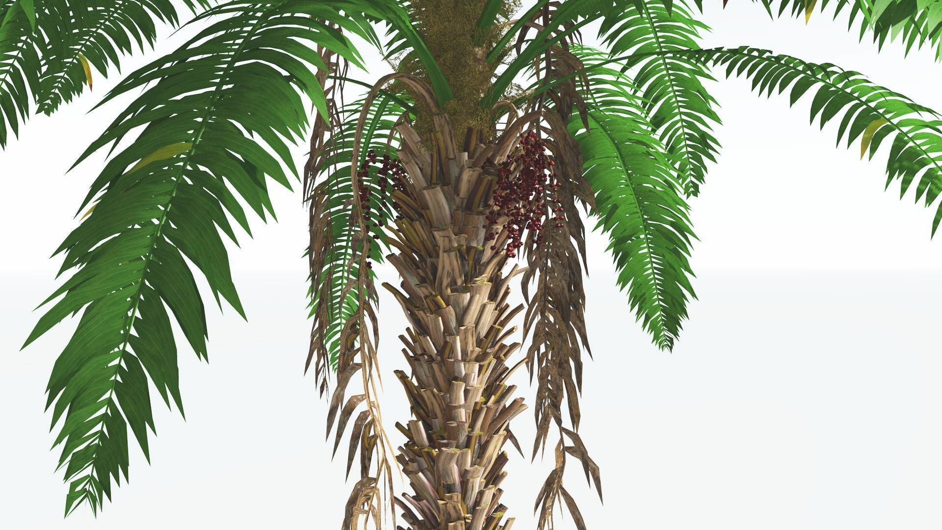 EVERYPlant African Oil Palm 4 --16 Models-- 3D model_17