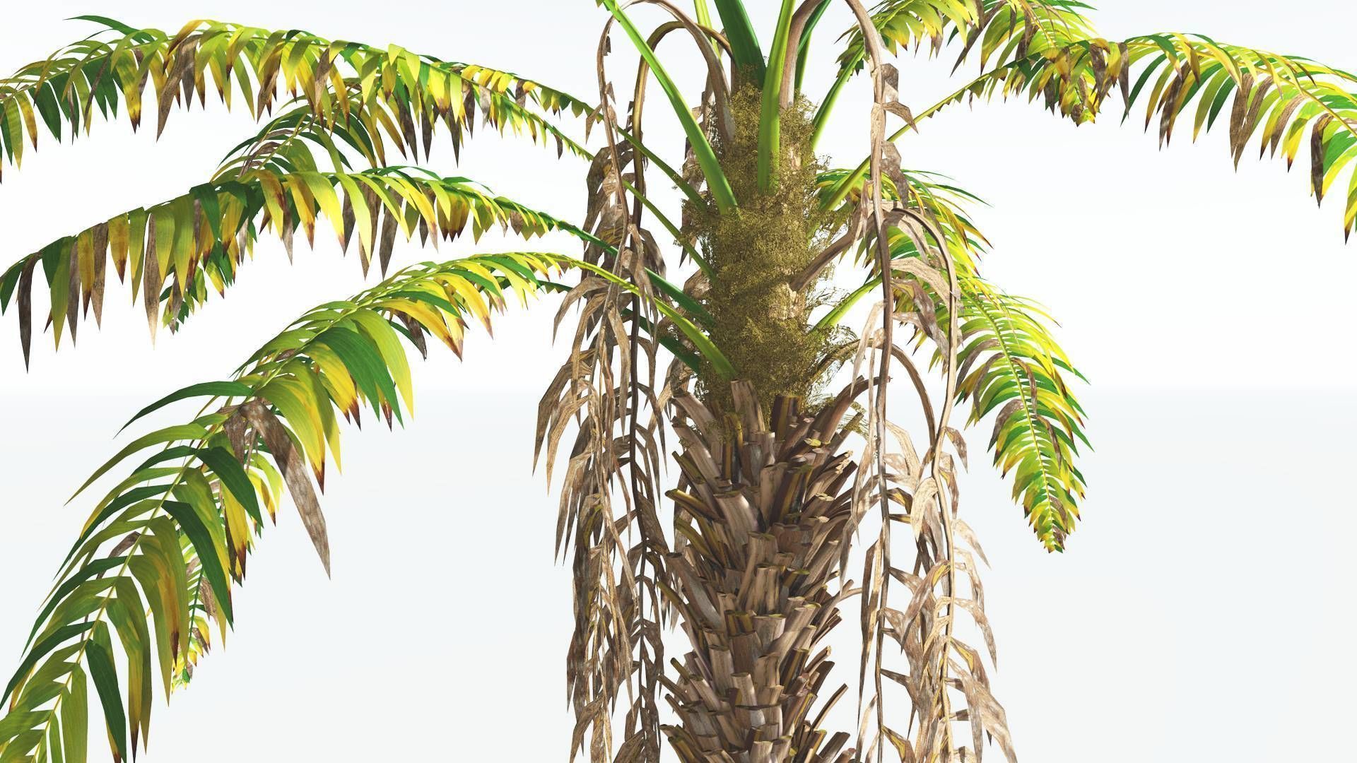 EVERYPlant African Oil Palm 4 --16 Models-- 3D model_9