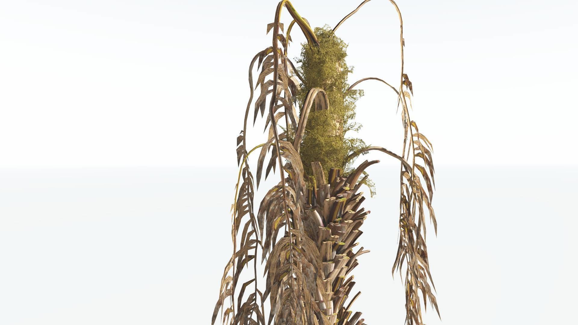 EVERYPlant African Oil Palm 4 --16 Models-- 3D model_11