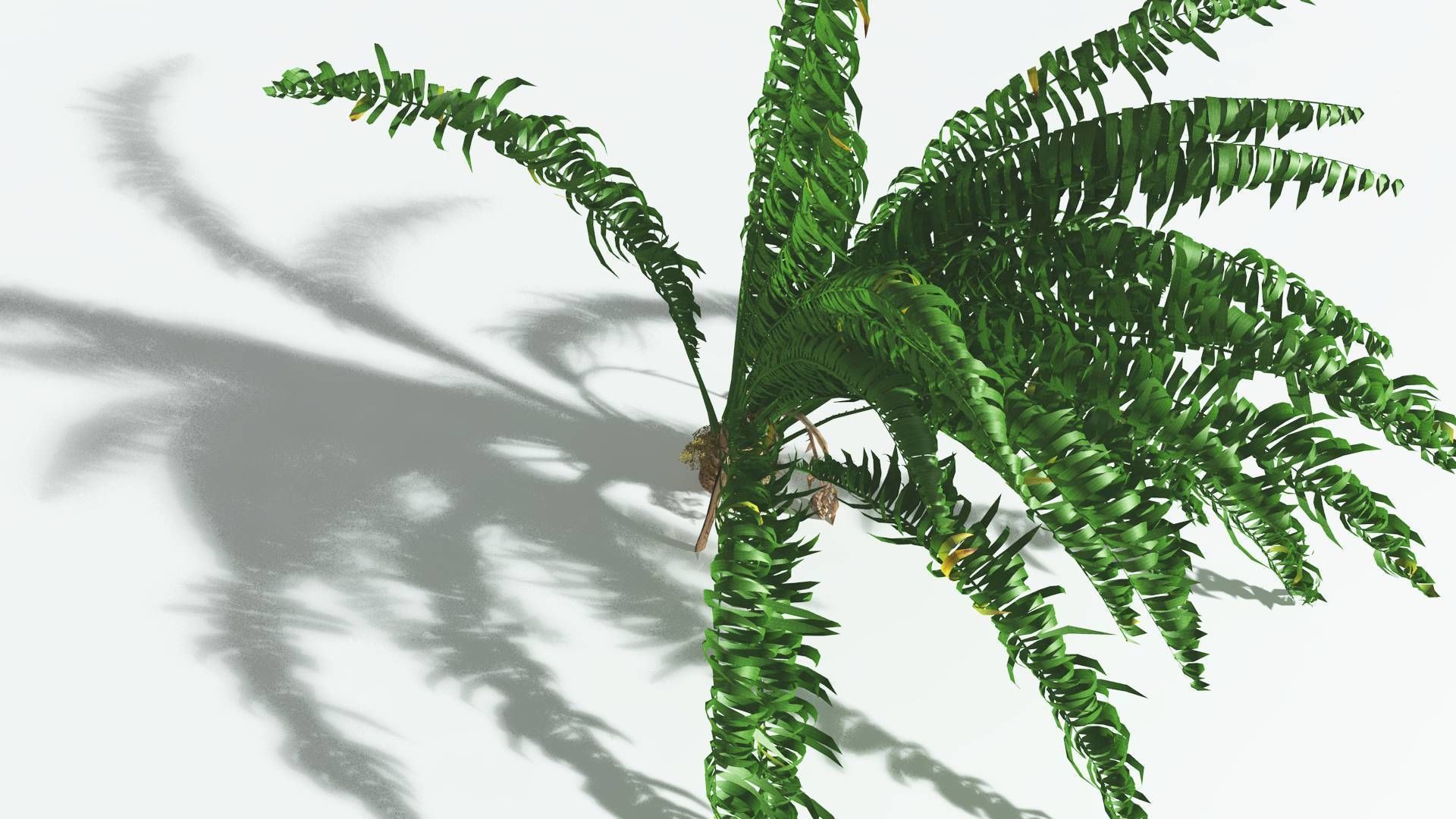 EVERYPlant African Oil Palm 4 --16 Models-- 3D model_23