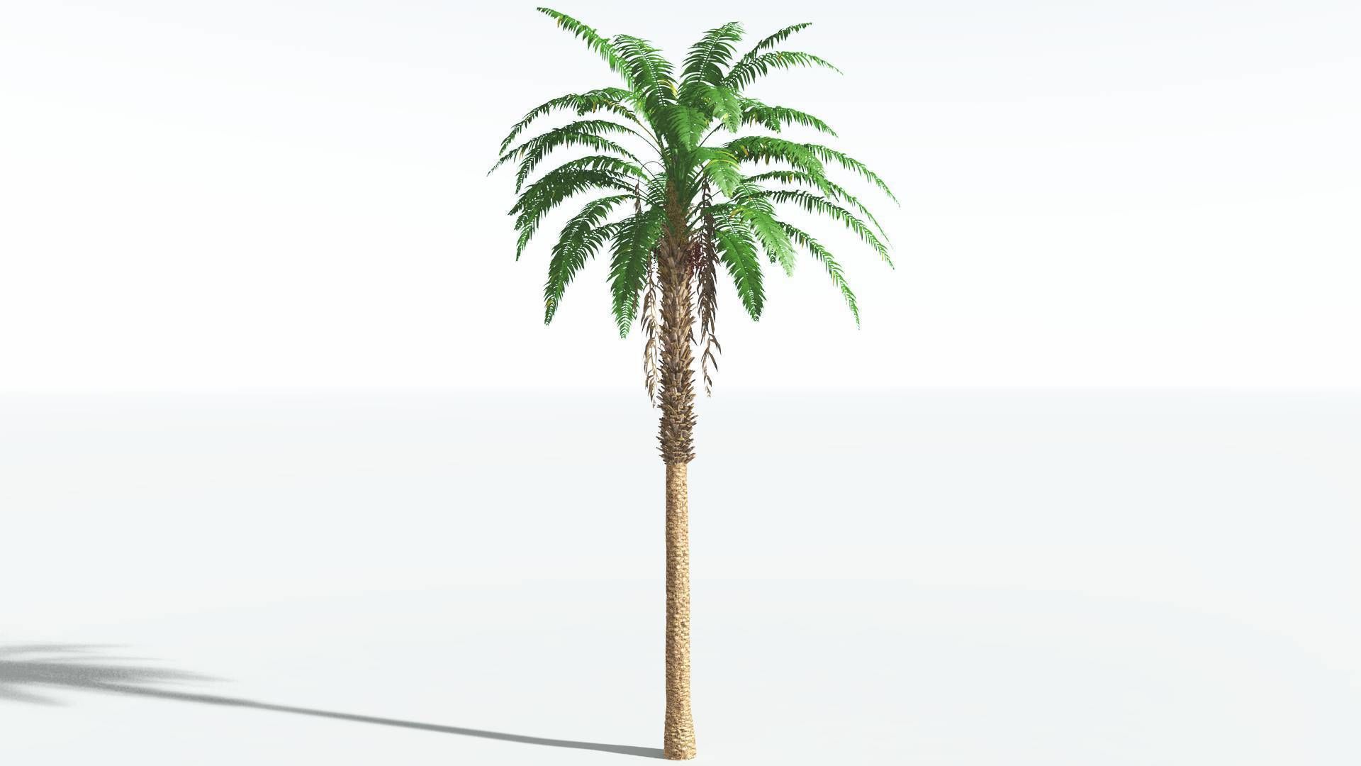 EVERYPlant African Oil Palm 4 --16 Models-- 3D model_16
