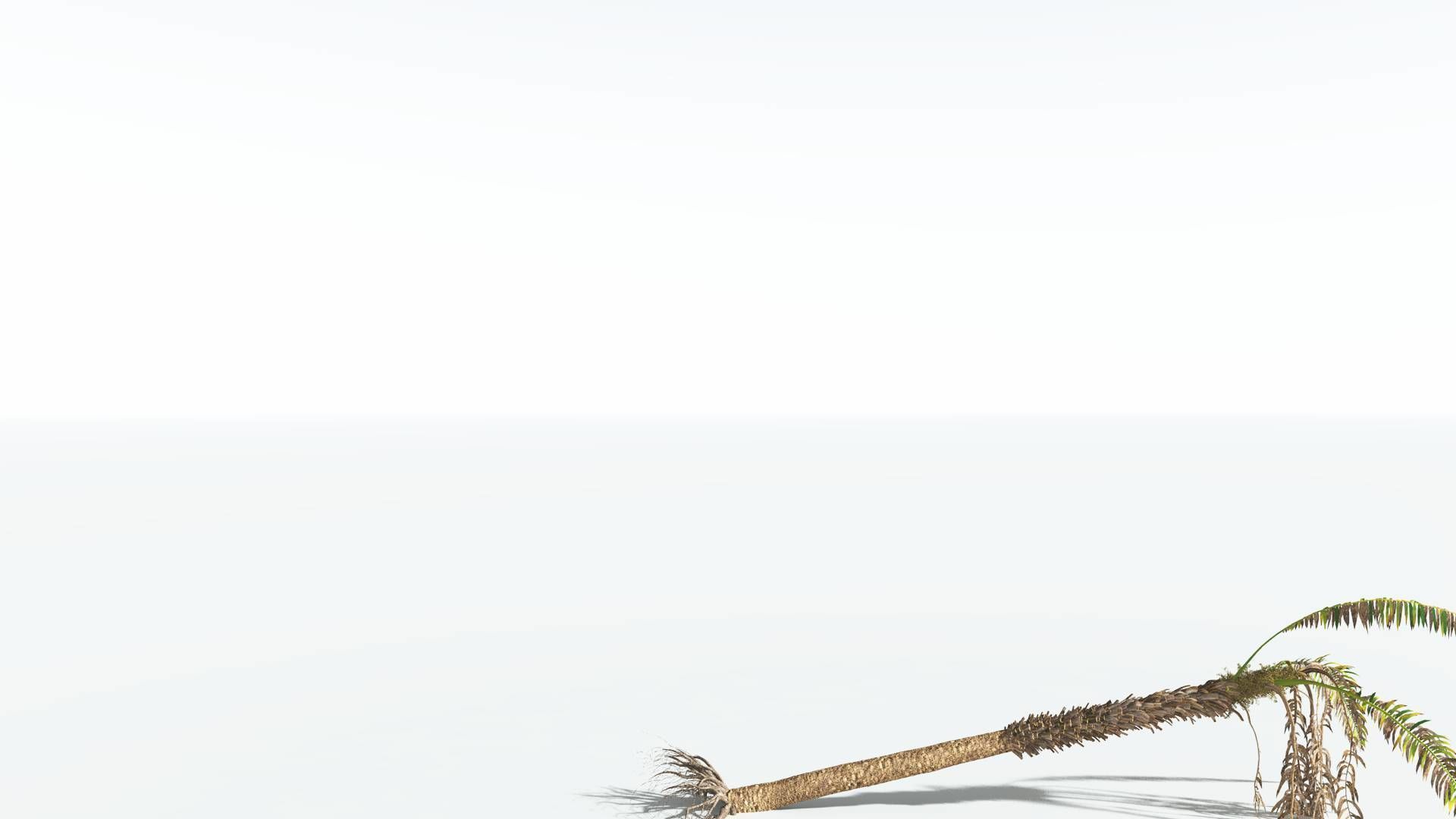 EVERYPlant African Oil Palm 4 --16 Models-- 3D model_14