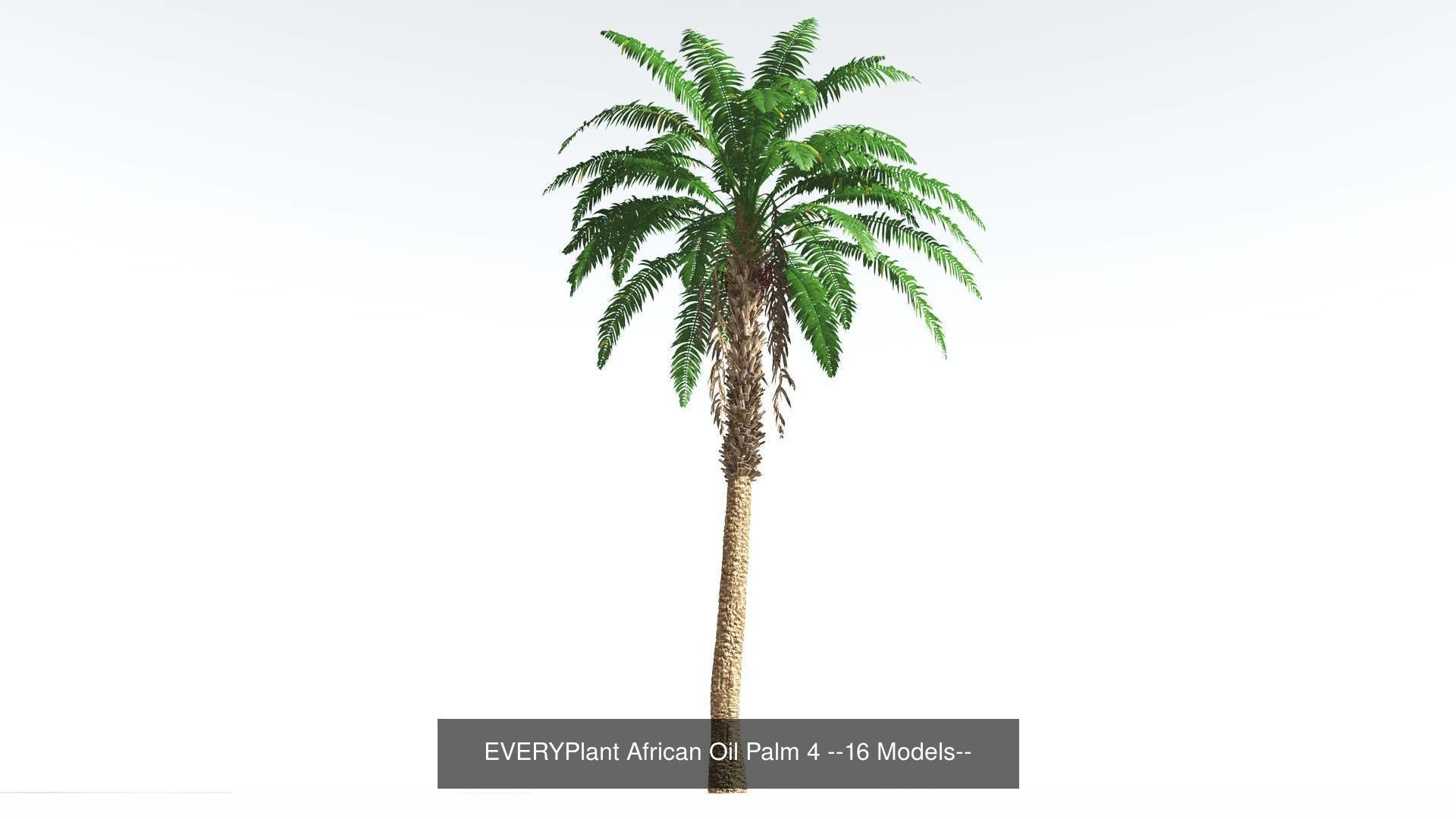 EVERYPlant African Oil Palm Bundle --64 Models-- 3D Model Collection_4