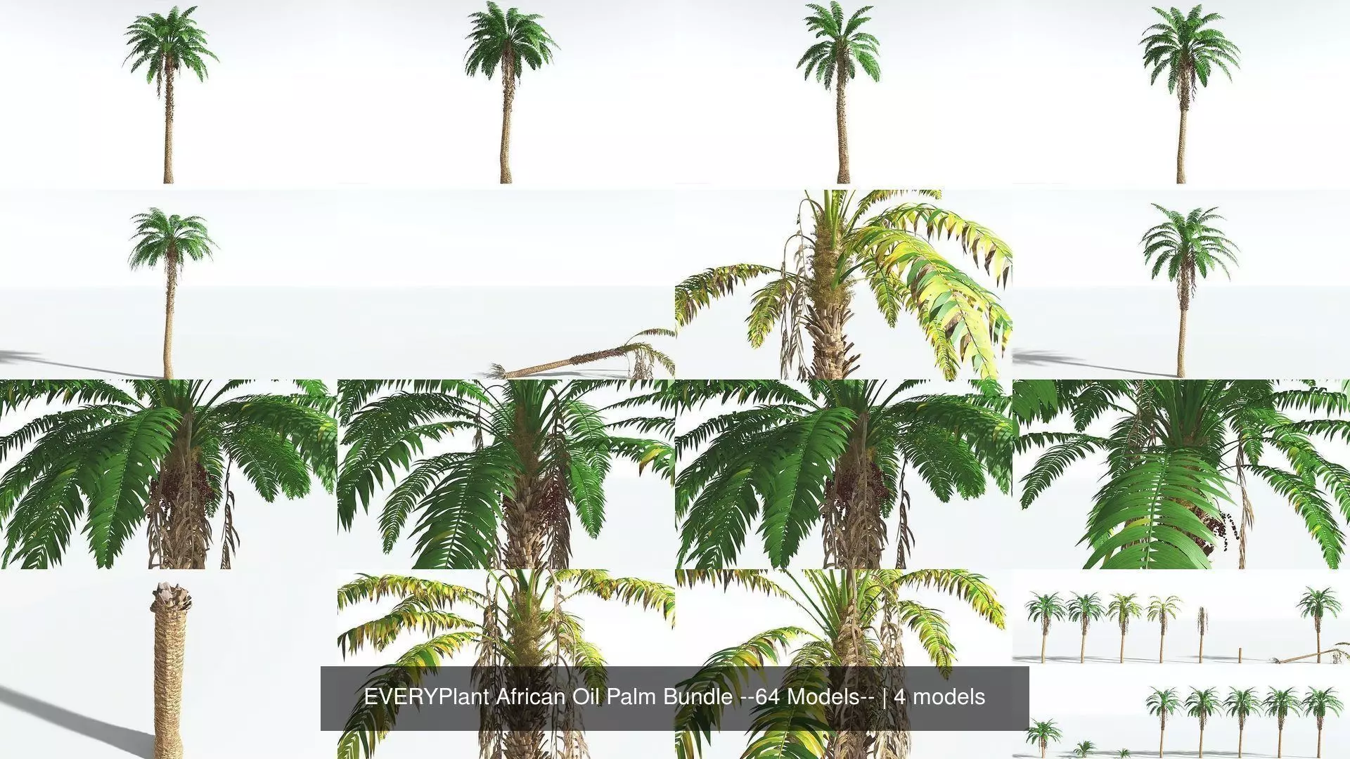 EVERYPlant African Oil Palm Bundle --64 Models-- 3D Model Collection_0