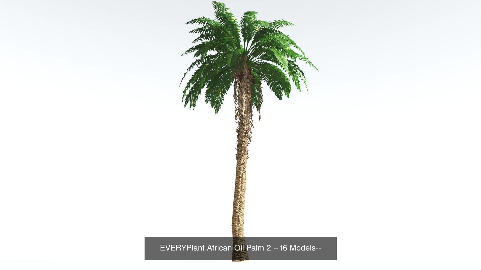 EVERYPlant African Oil Palm Bundle --64 Models-- 3D Model Collection_2