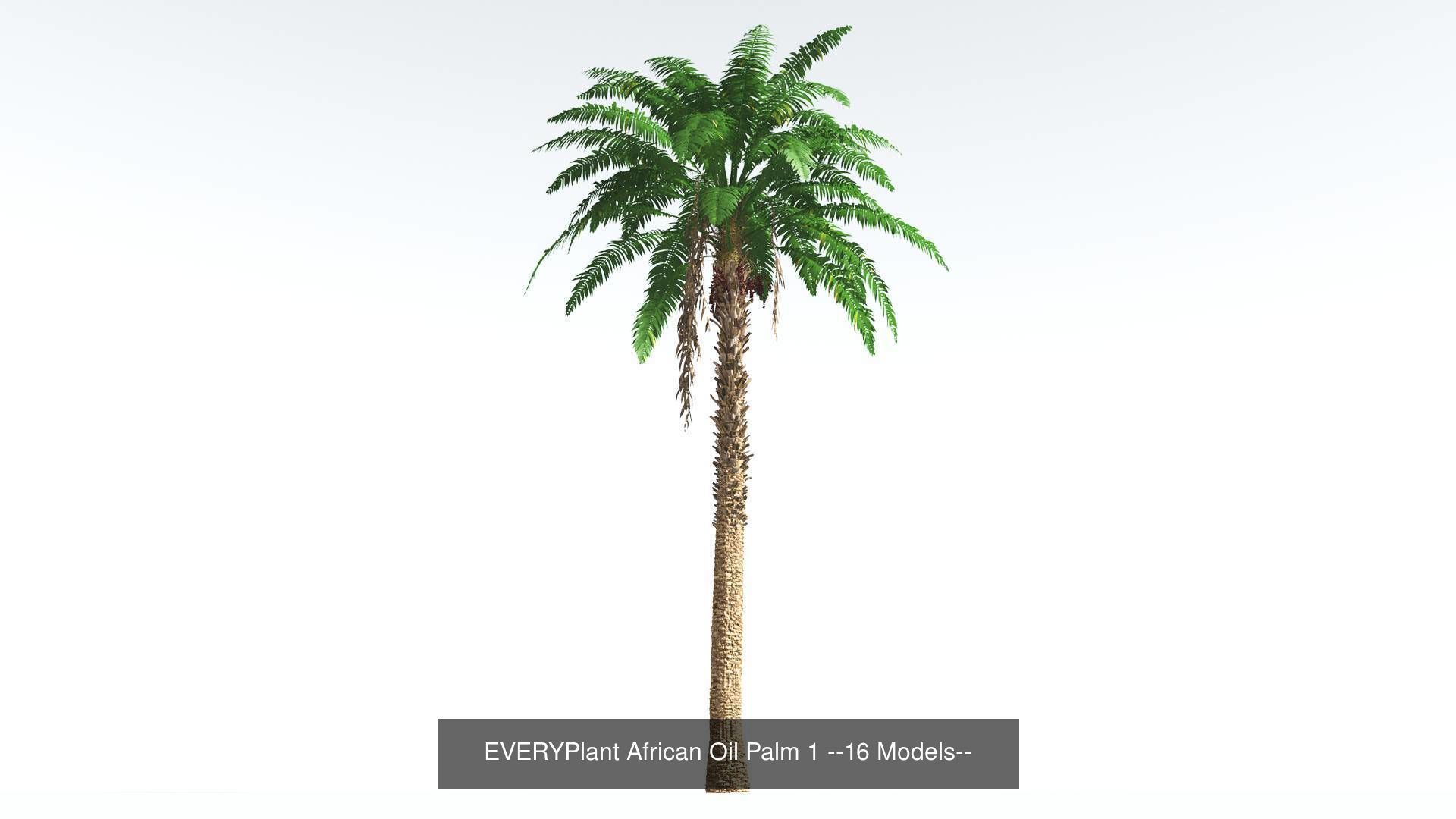 EVERYPlant African Oil Palm Bundle --64 Models-- 3D Model Collection_1