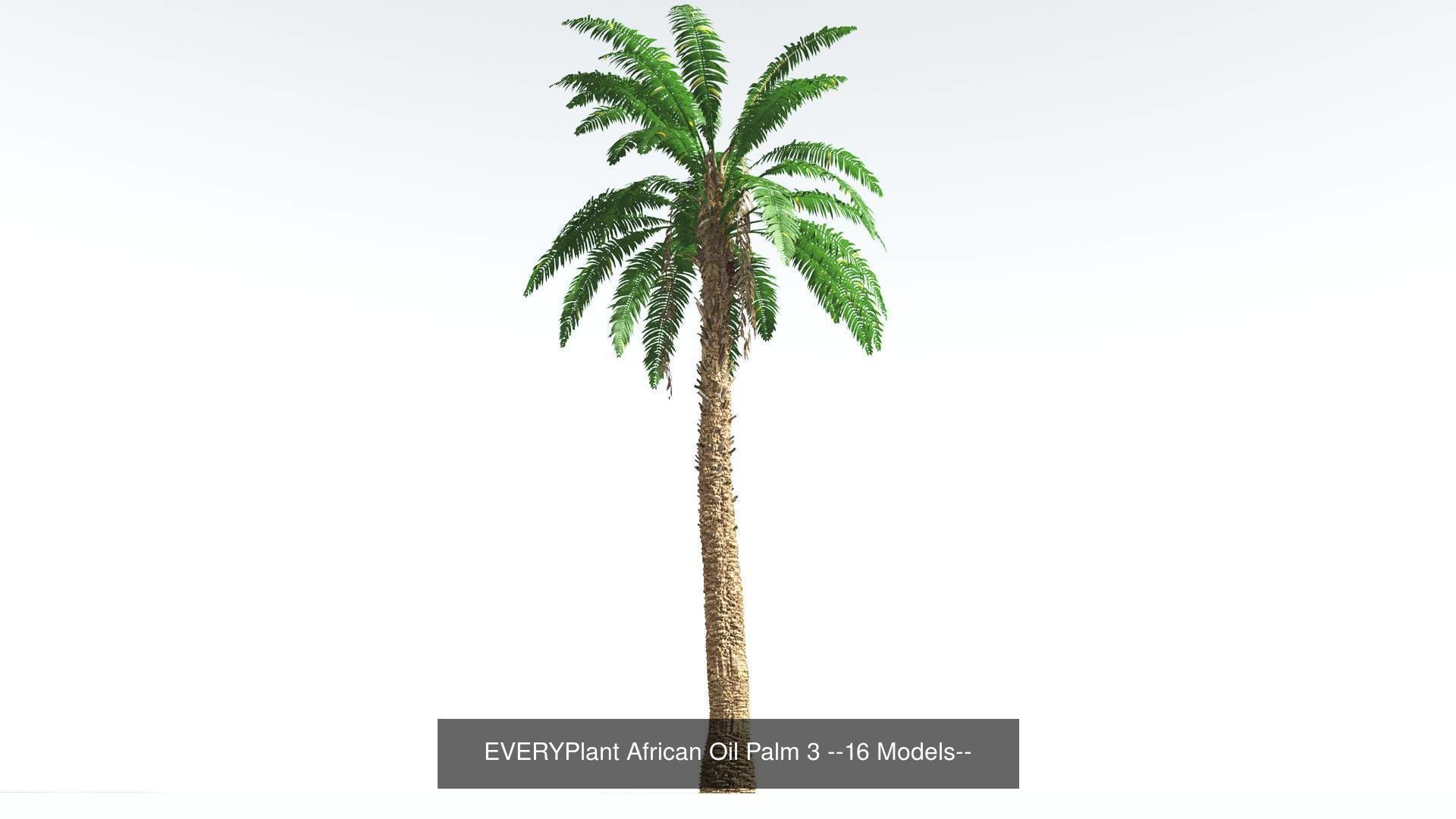 EVERYPlant African Oil Palm Bundle --64 Models-- 3D Model Collection_3