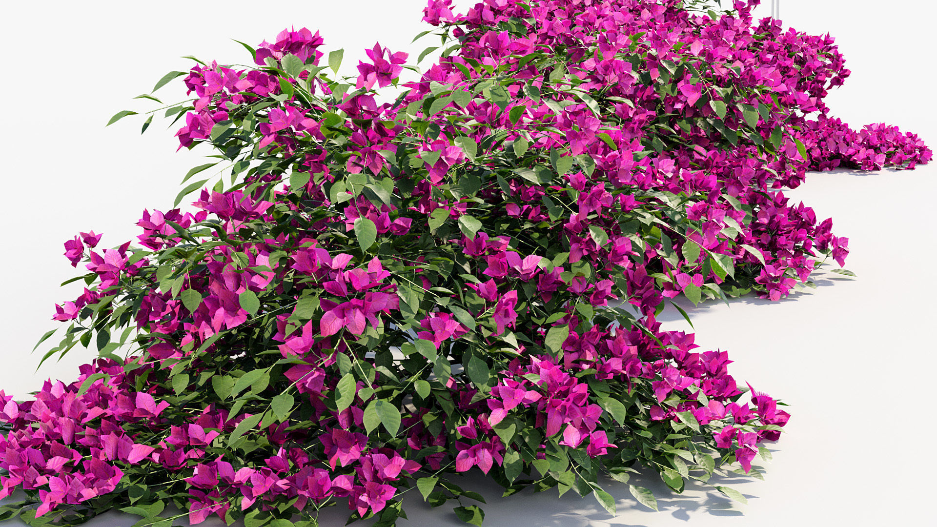 Package 12 Hang Vine Collection 3D model_5