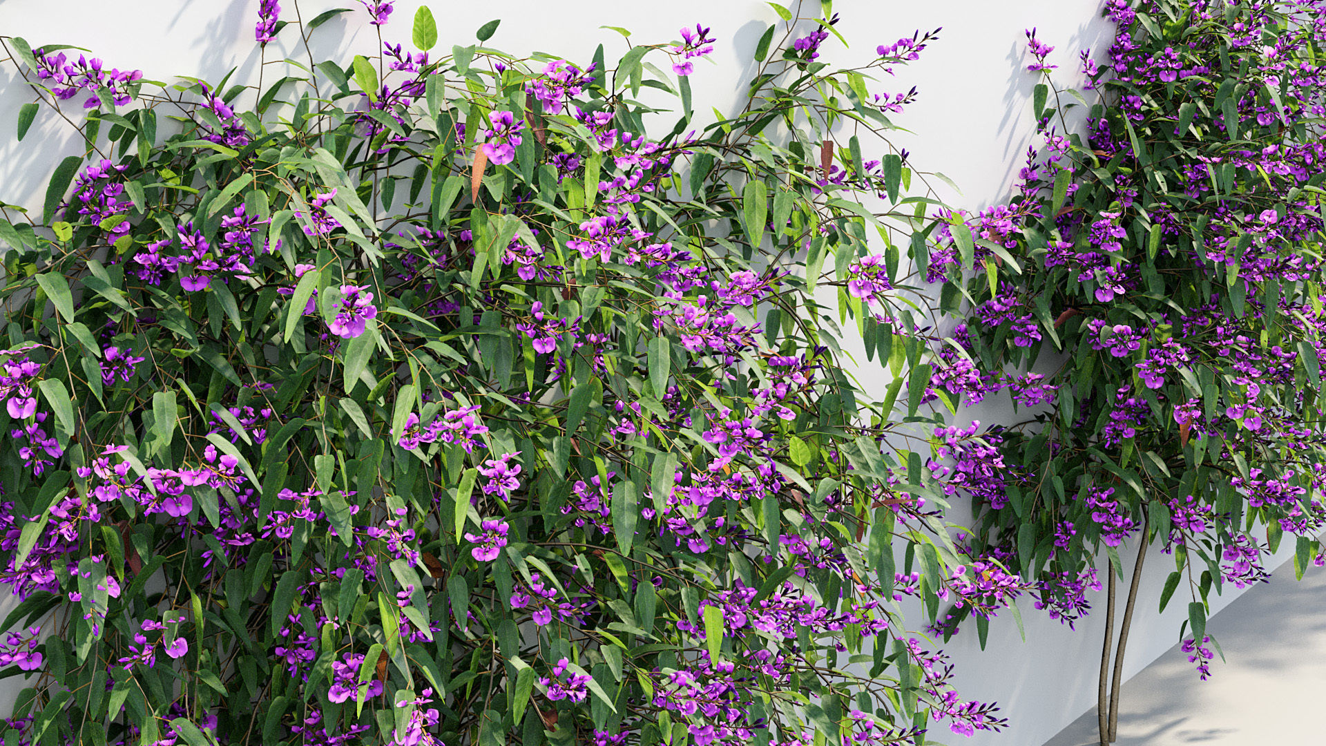 Package 12 Hang Vine Collection 3D model_76