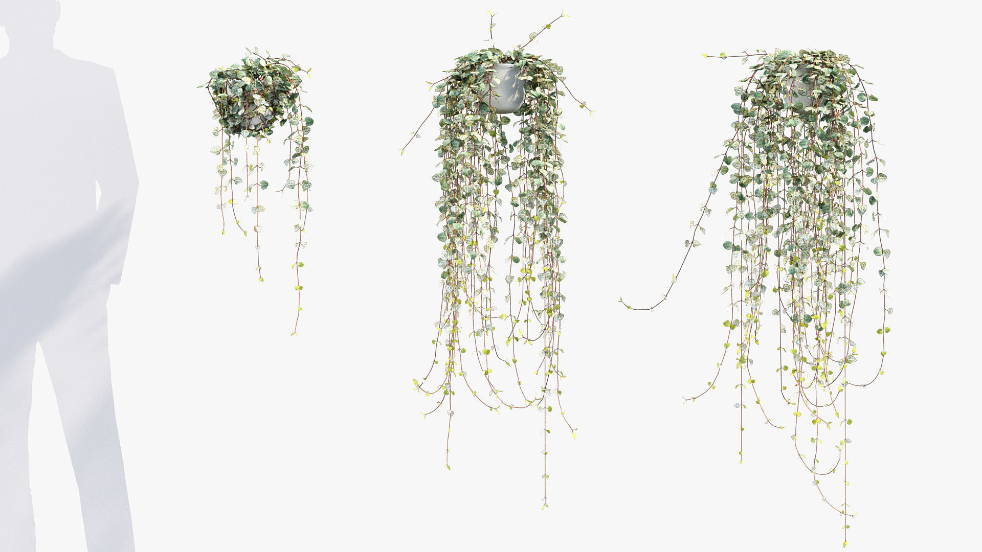 Package 12 Hang Vine Collection 3D model_19