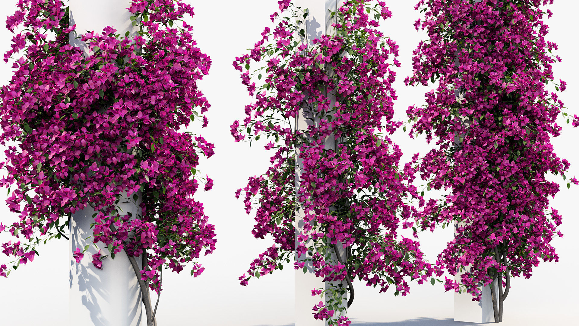 Package 12 Hang Vine Collection 3D model_13