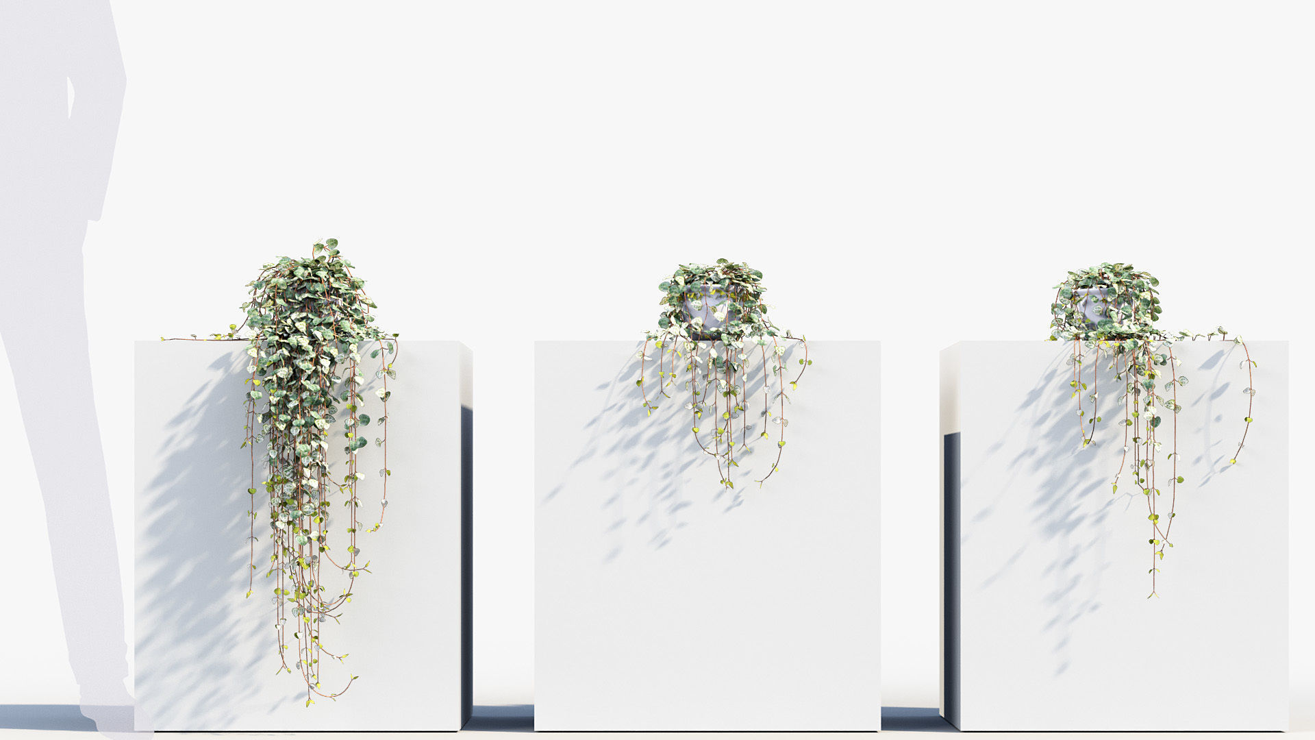 Package 12 Hang Vine Collection 3D model_26
