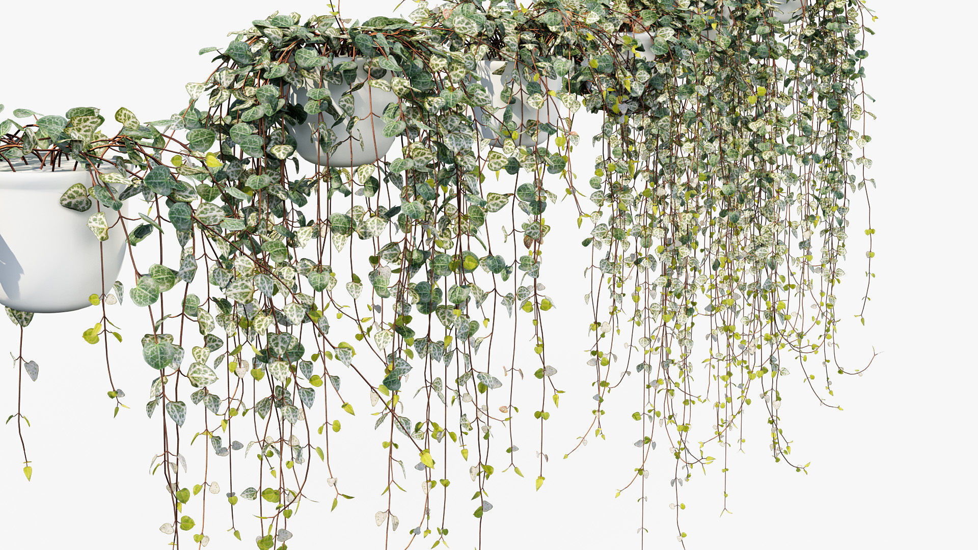 Package 12 Hang Vine Collection 3D model_22