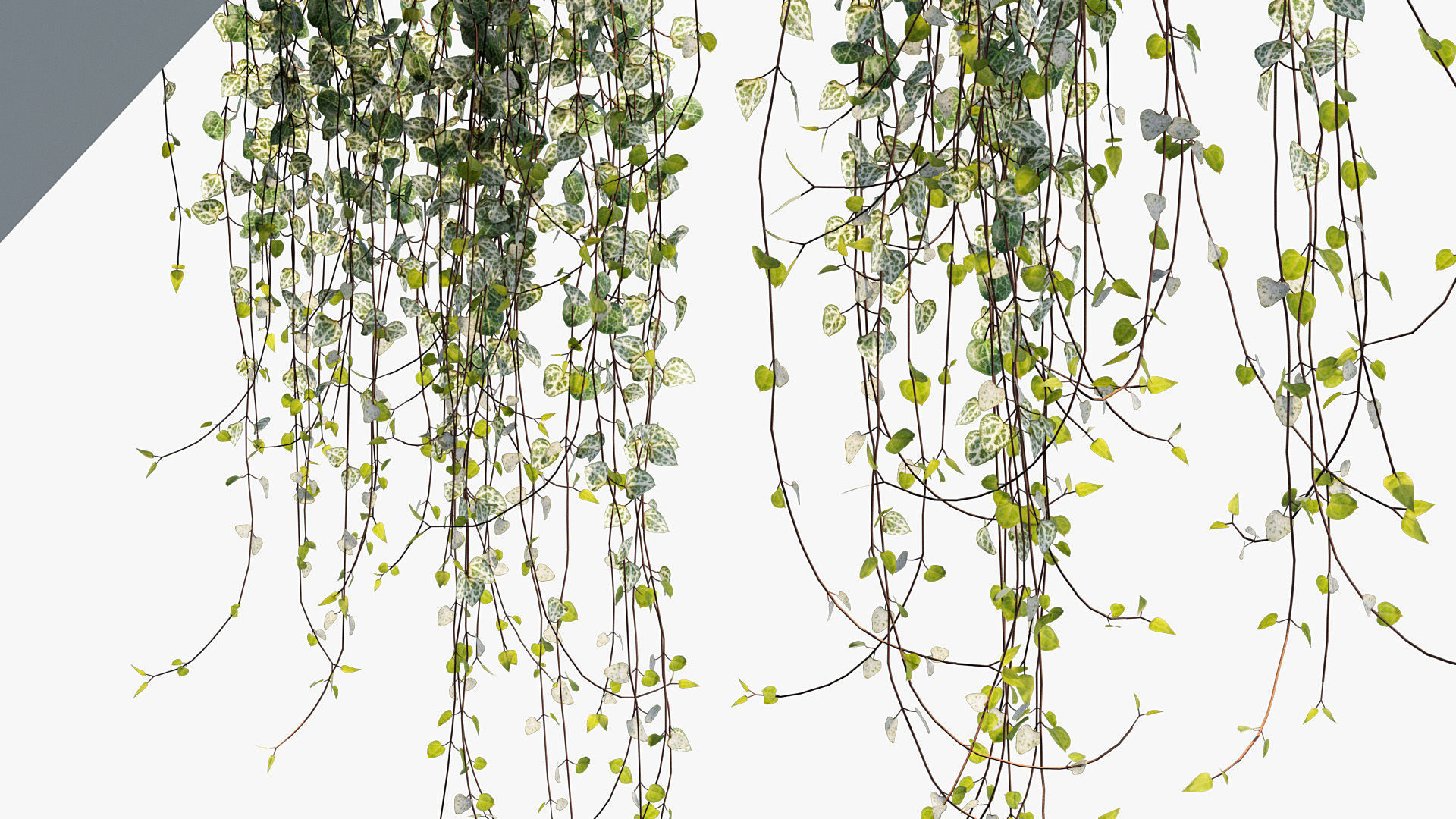 Package 12 Hang Vine Collection 3D model_30