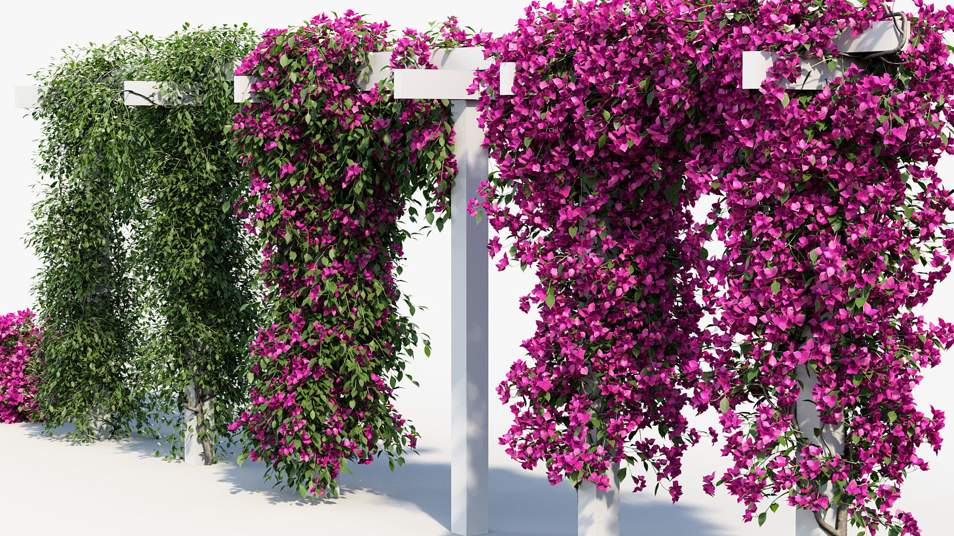 Package 12 Hang Vine Collection 3D model_6