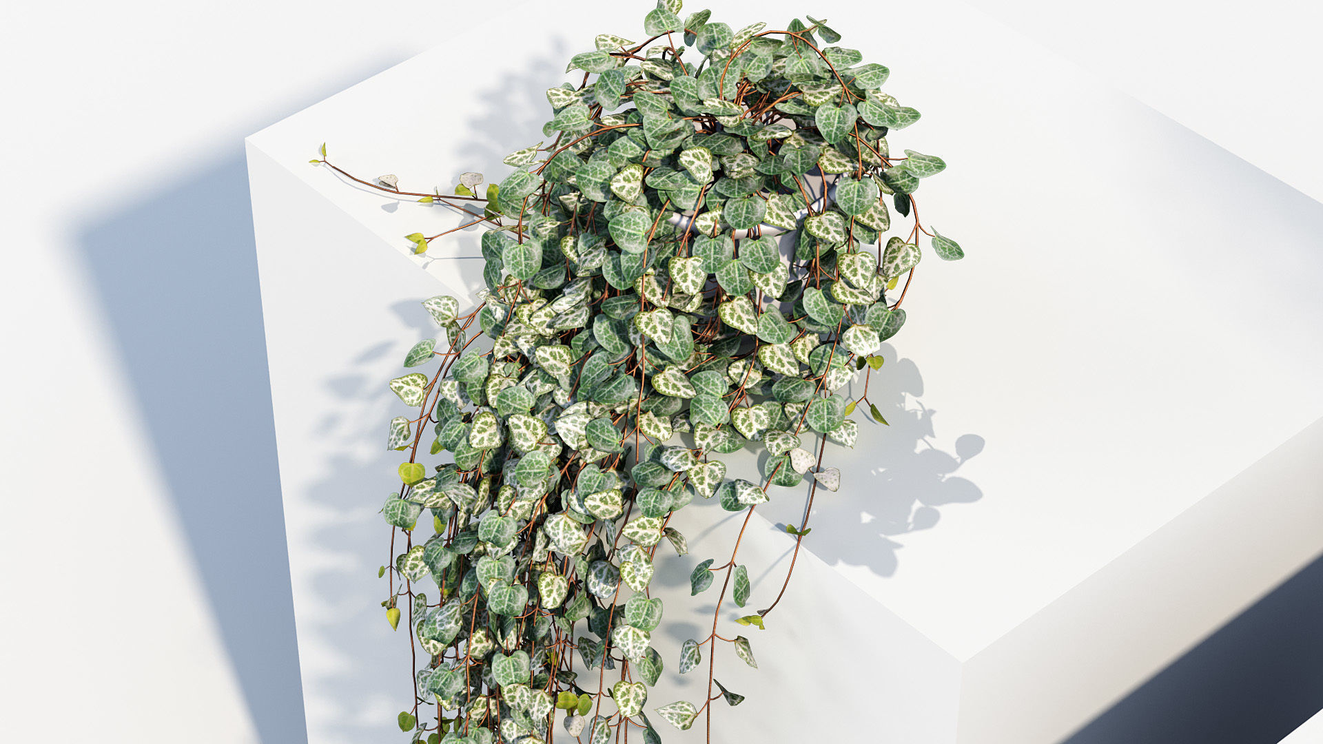 Package 12 Hang Vine Collection 3D model_28