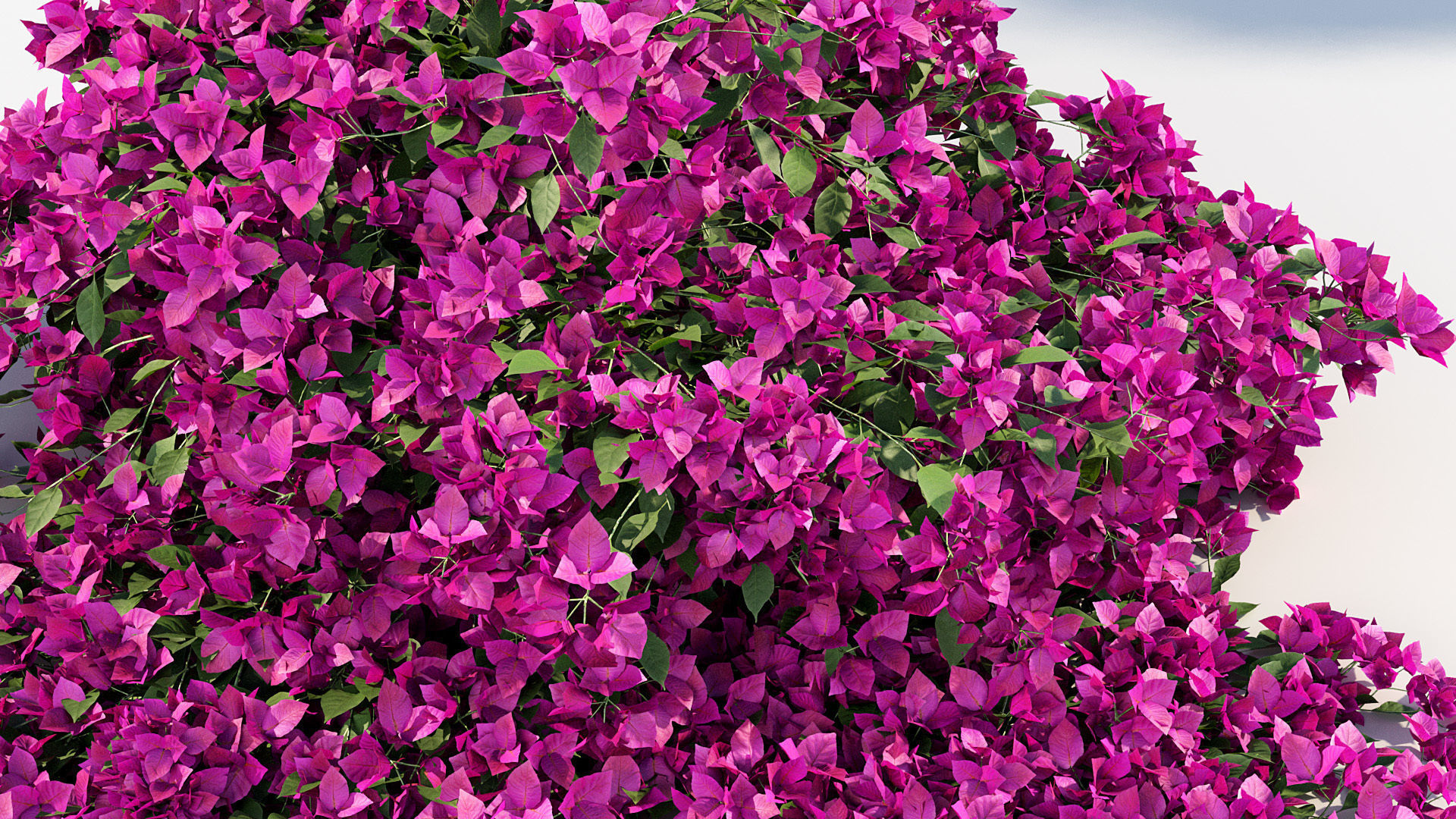 Package 12 Hang Vine Collection 3D model_4