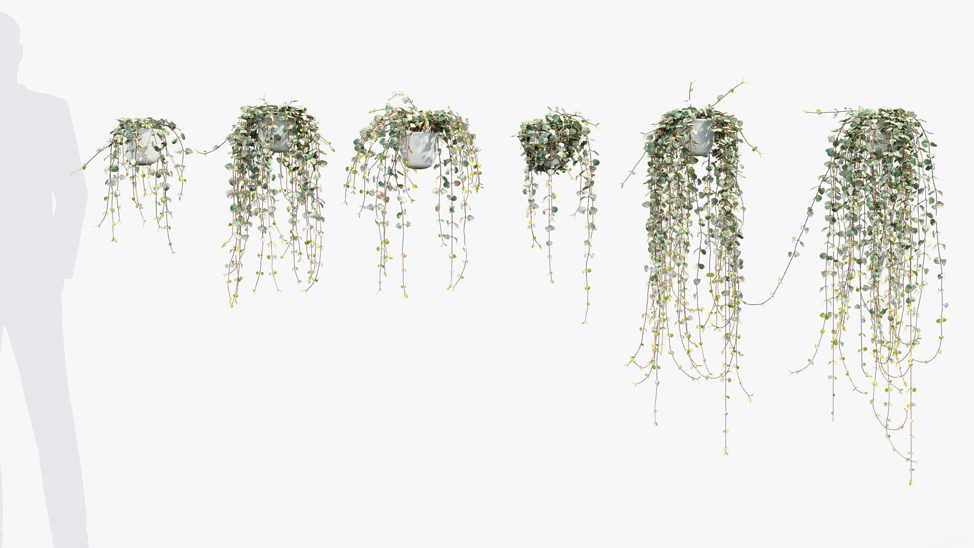 Package 12 Hang Vine Collection 3D model_17