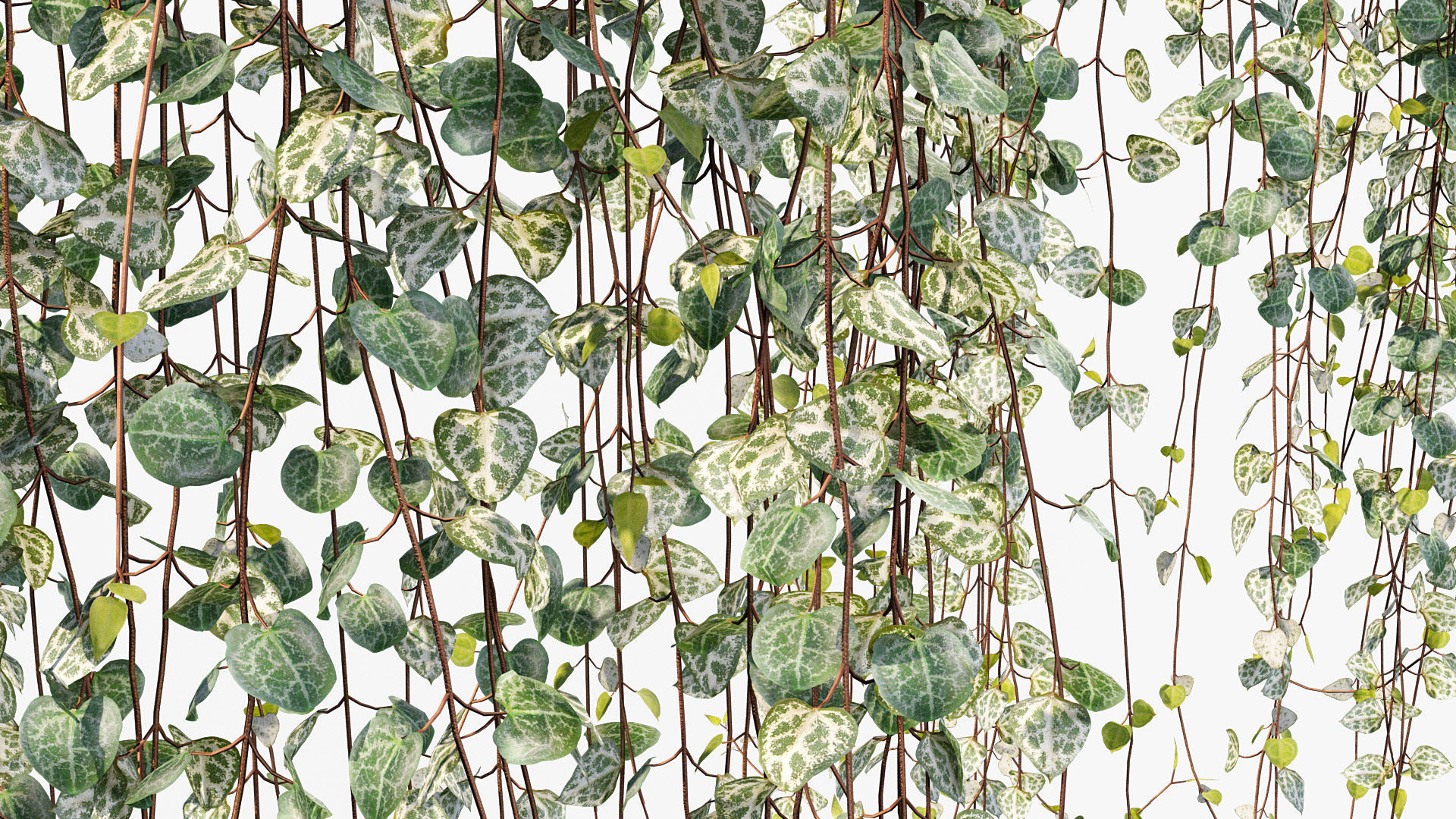 Package 12 Hang Vine Collection 3D model_21