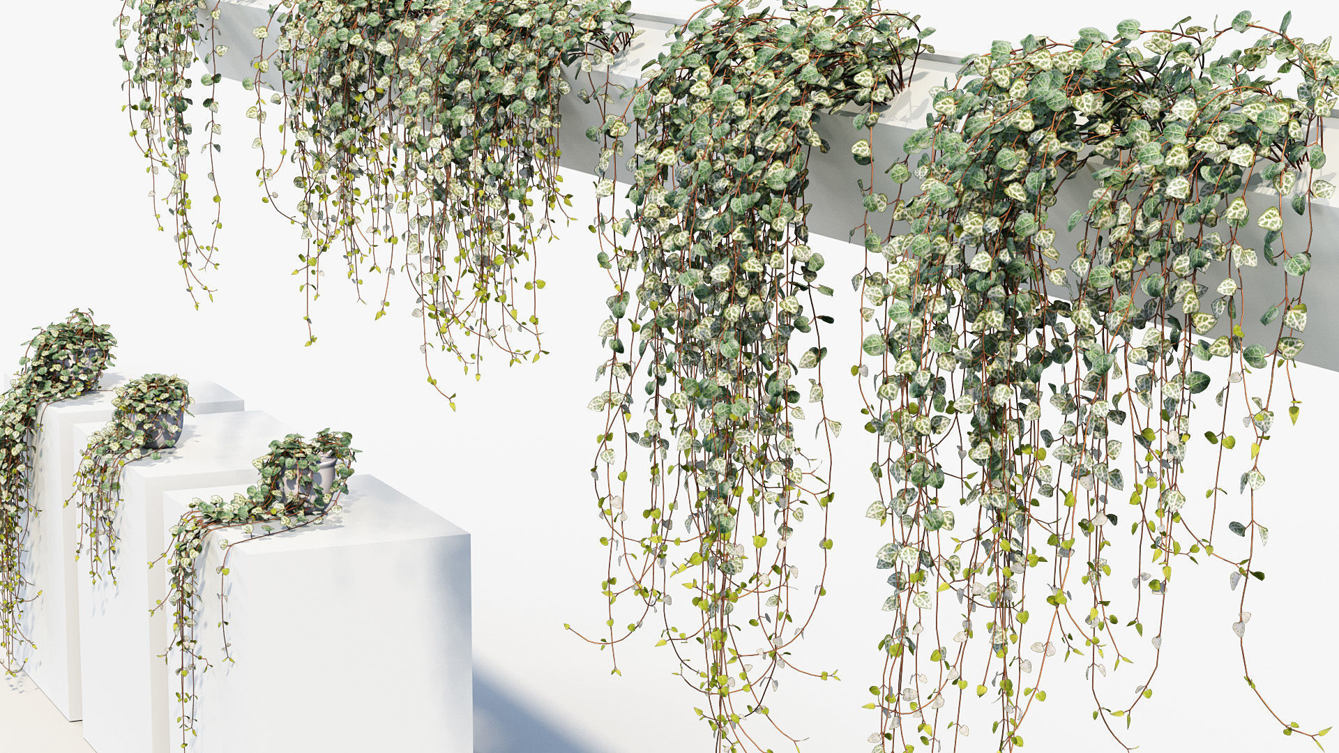 Package 12 Hang Vine Collection 3D model_29