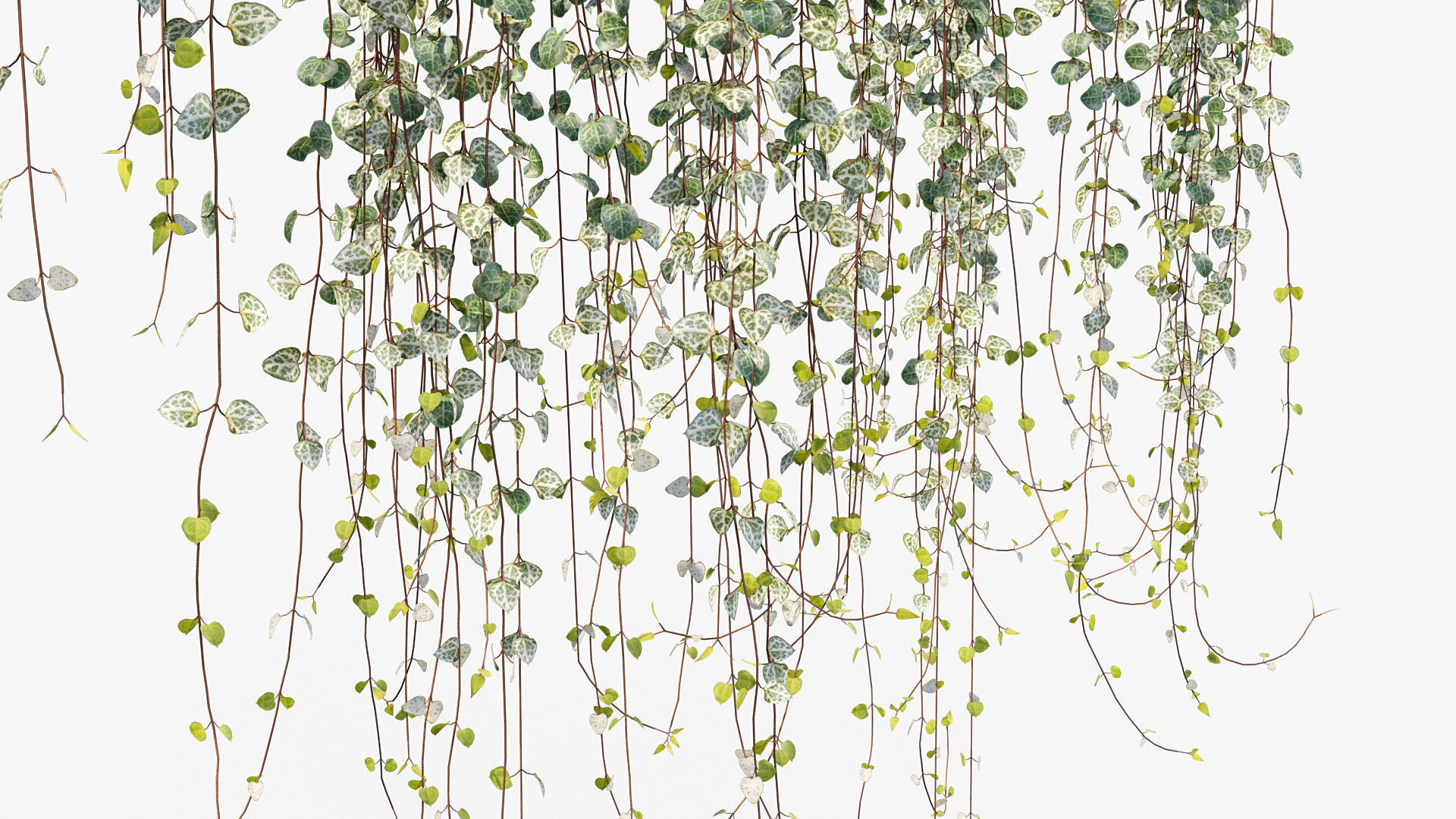 Package 12 Hang Vine Collection 3D model_20