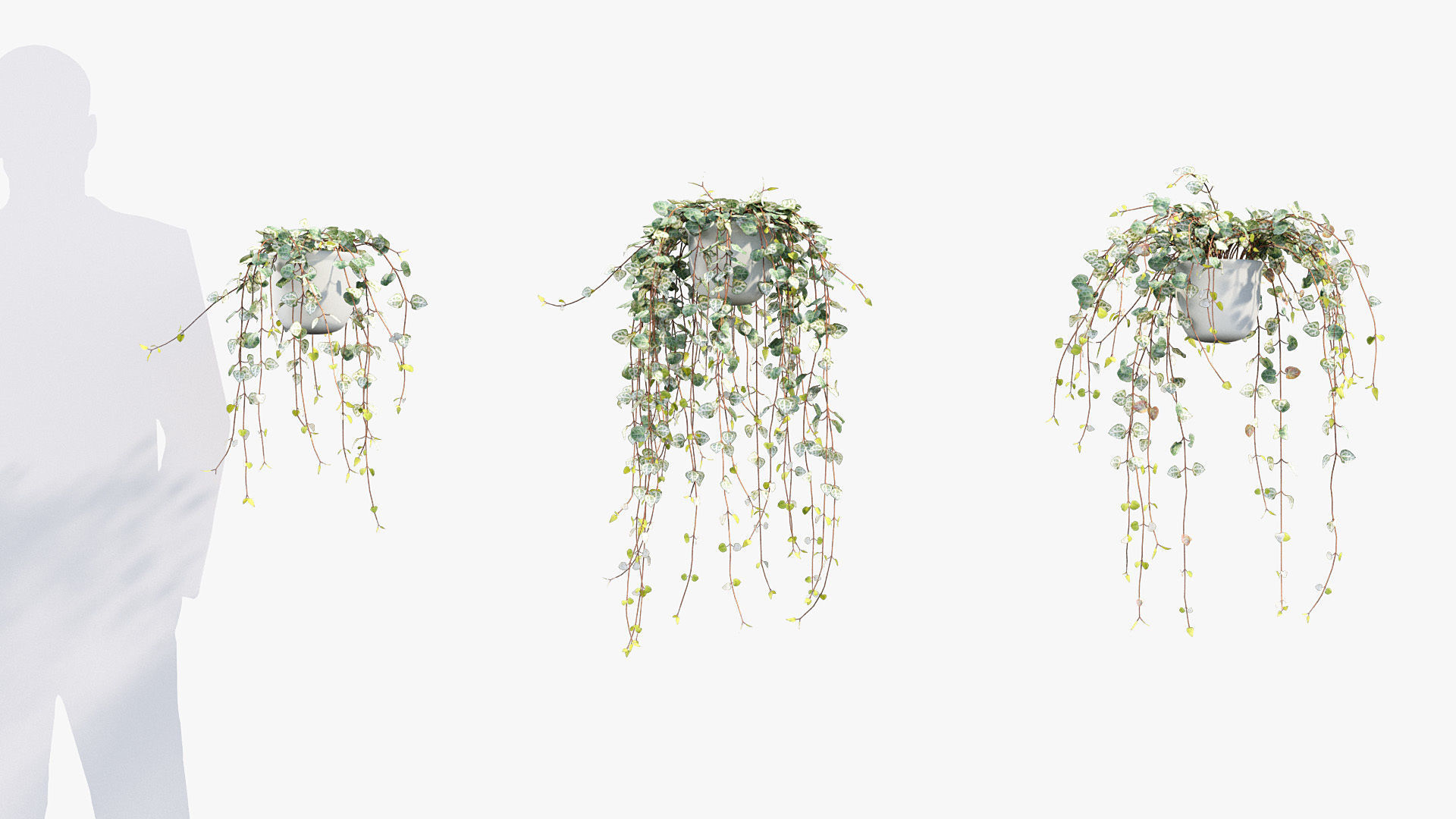 Package 12 Hang Vine Collection 3D model_18