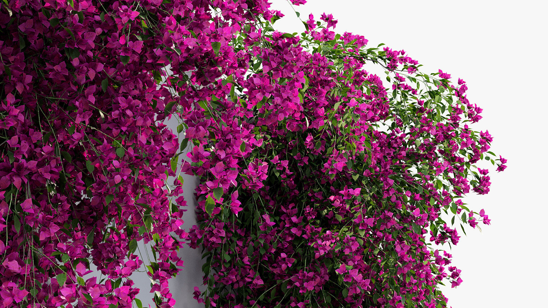 Package 12 Hang Vine Collection 3D model_12