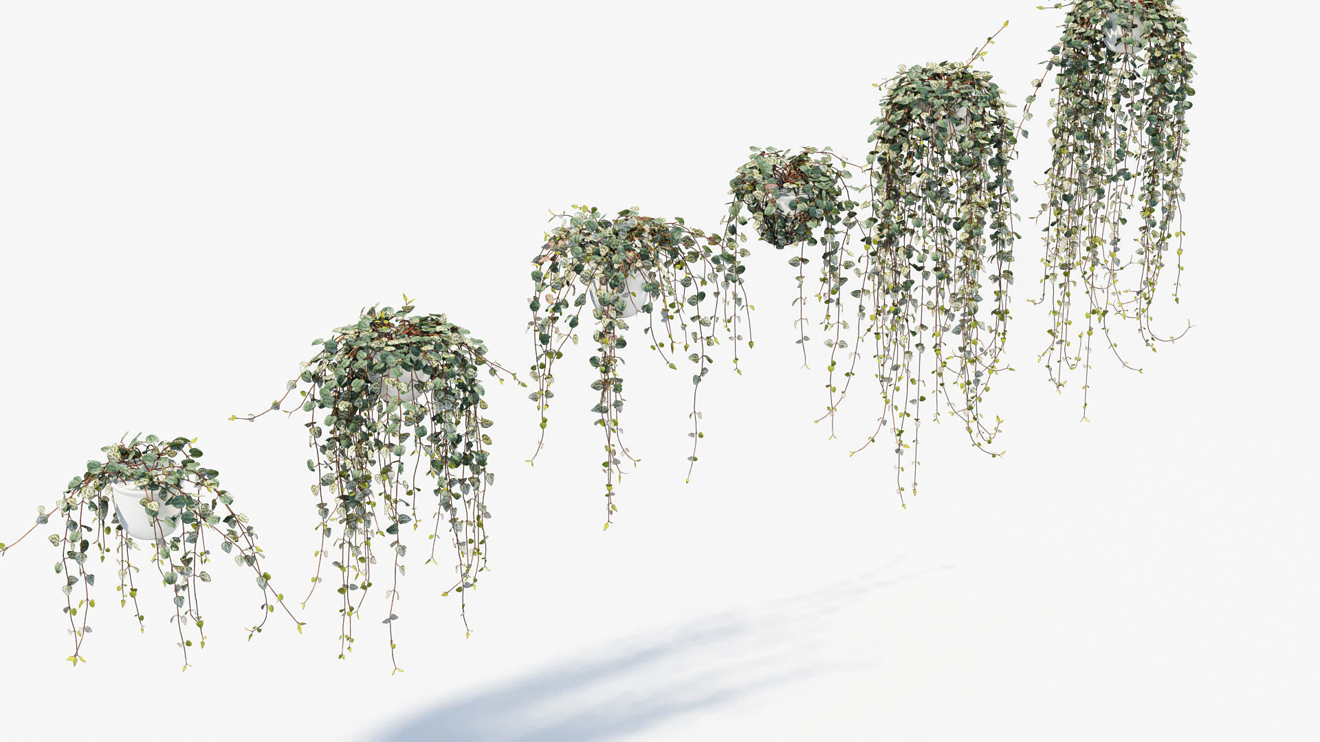 Package 12 Hang Vine Collection 3D model_23
