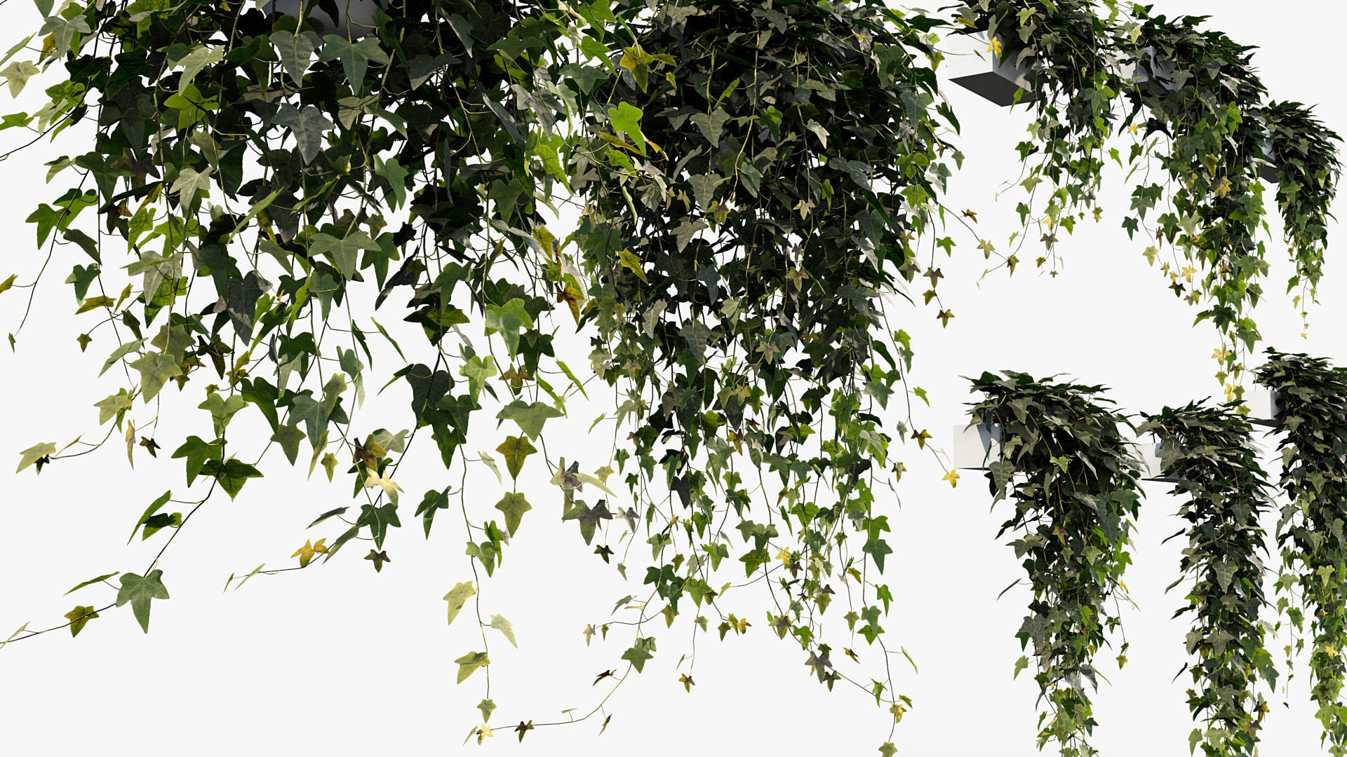 Package 12 Hang Vine Collection 3D model_38