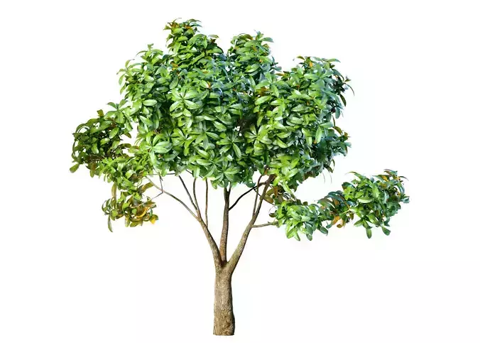 Garden plant tree shrub Bush Backyard