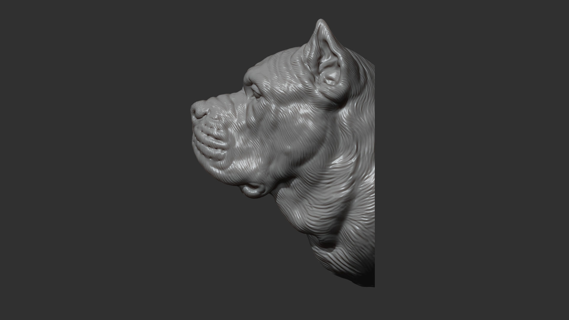 Canne Corso dog 3D print model_3
