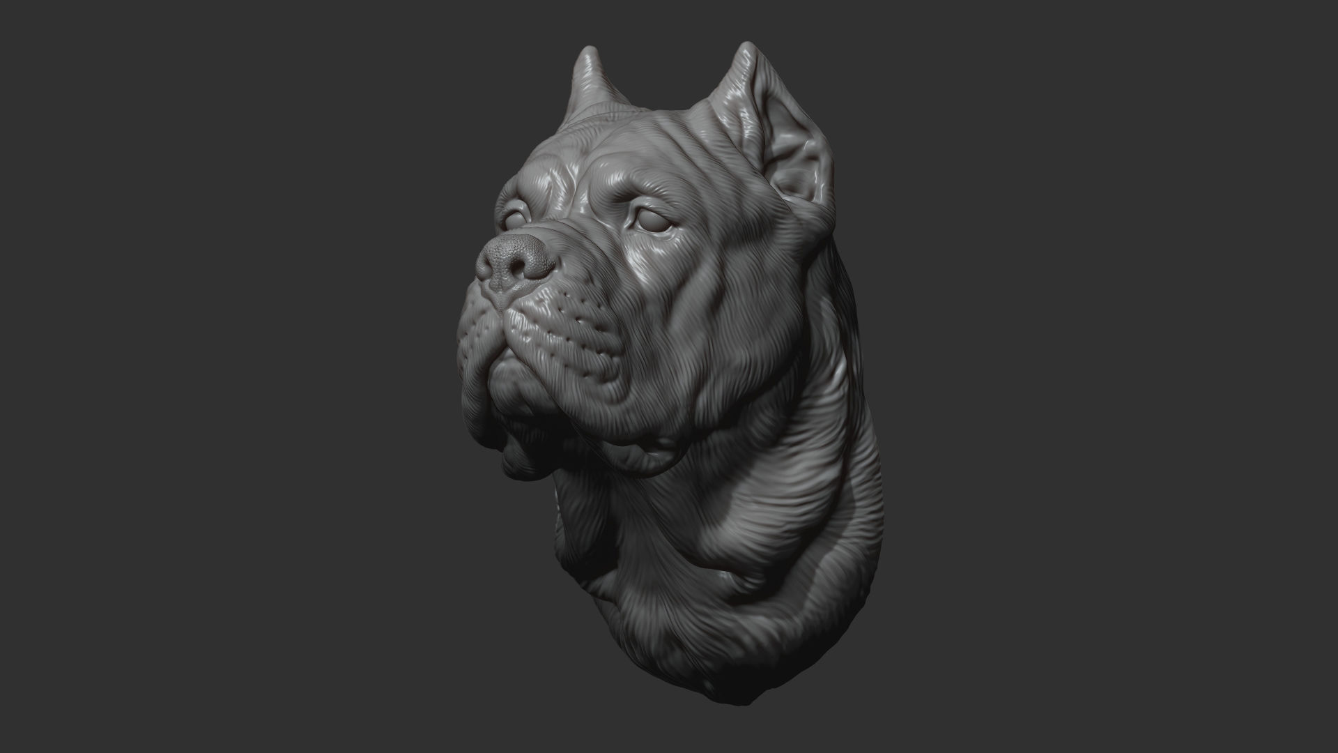 Canne Corso dog 3D print model_5