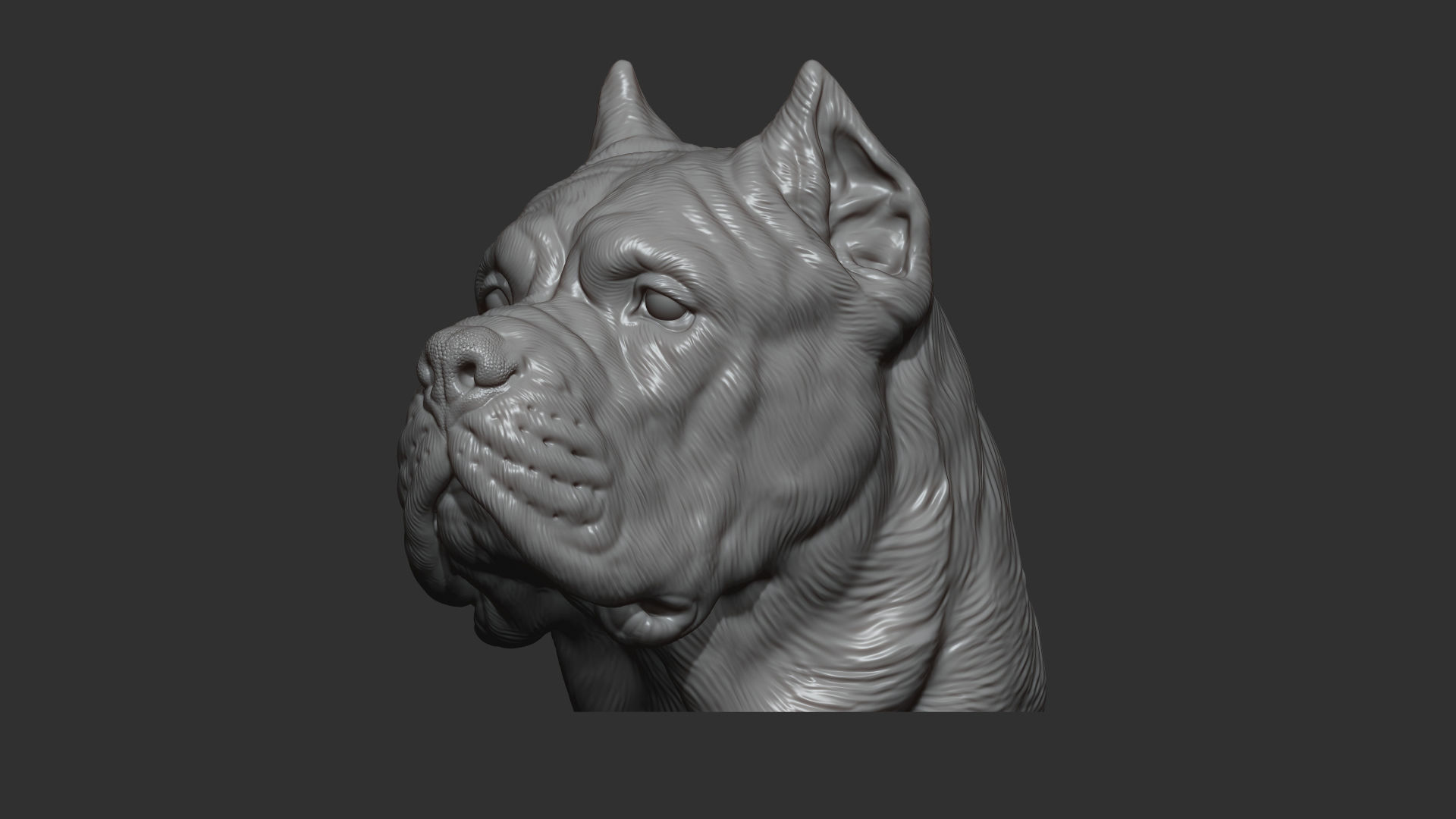 Canne Corso dog 3D print model_12