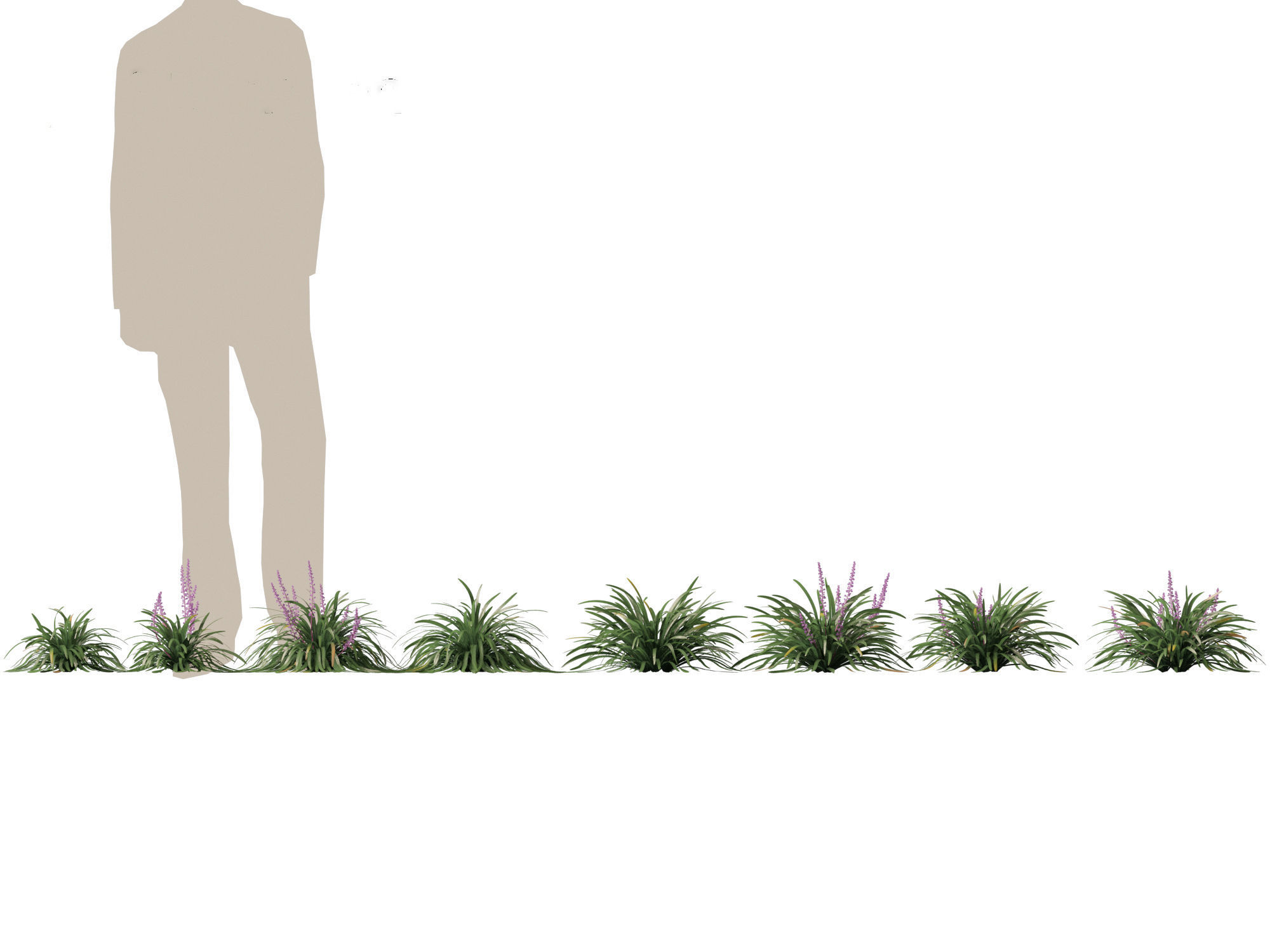 Liriope muscari - blue lily turf  3D model_1