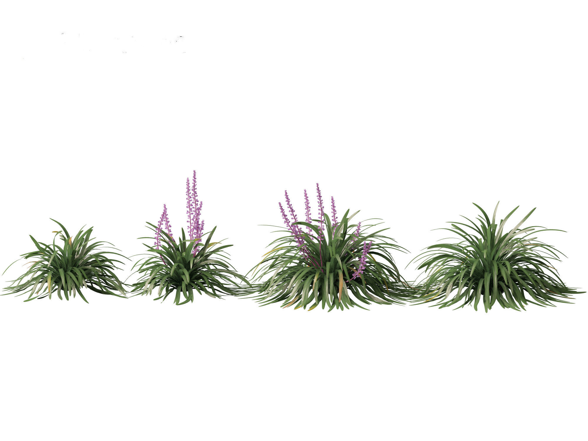 Liriope muscari - blue lily turf  3D model_3