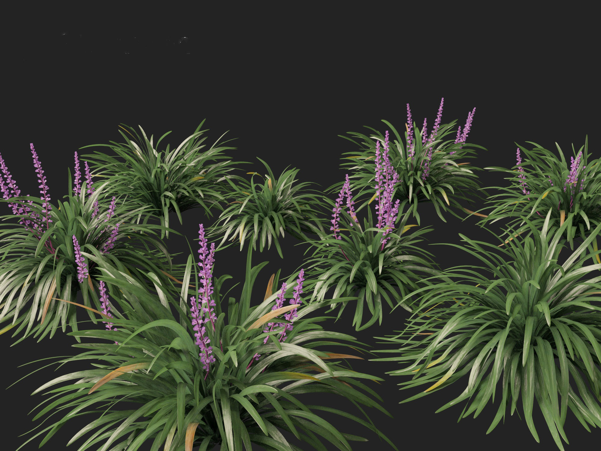 Liriope muscari - blue lily turf  3D model_7