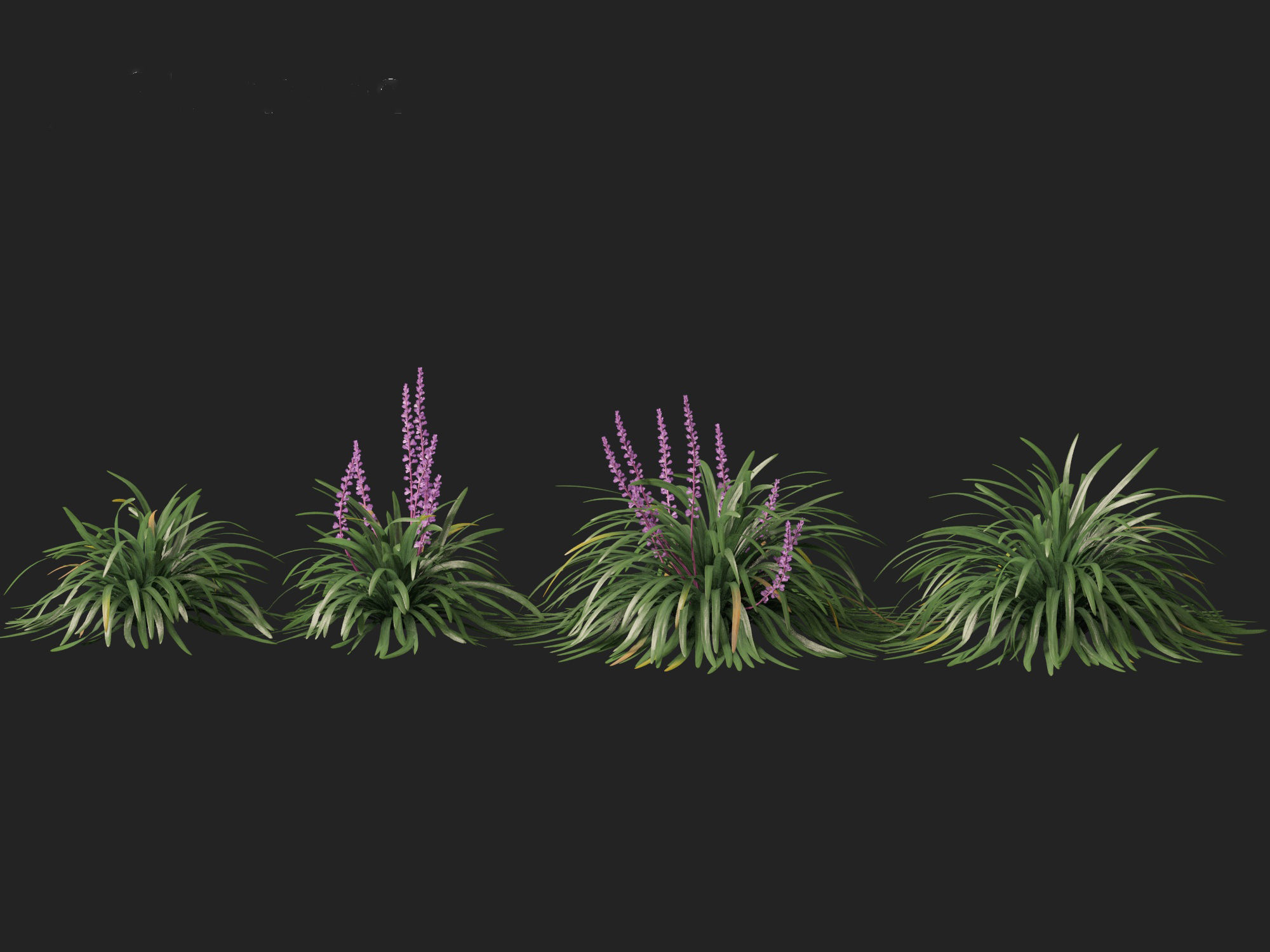 Liriope muscari - blue lily turf  3D model_4