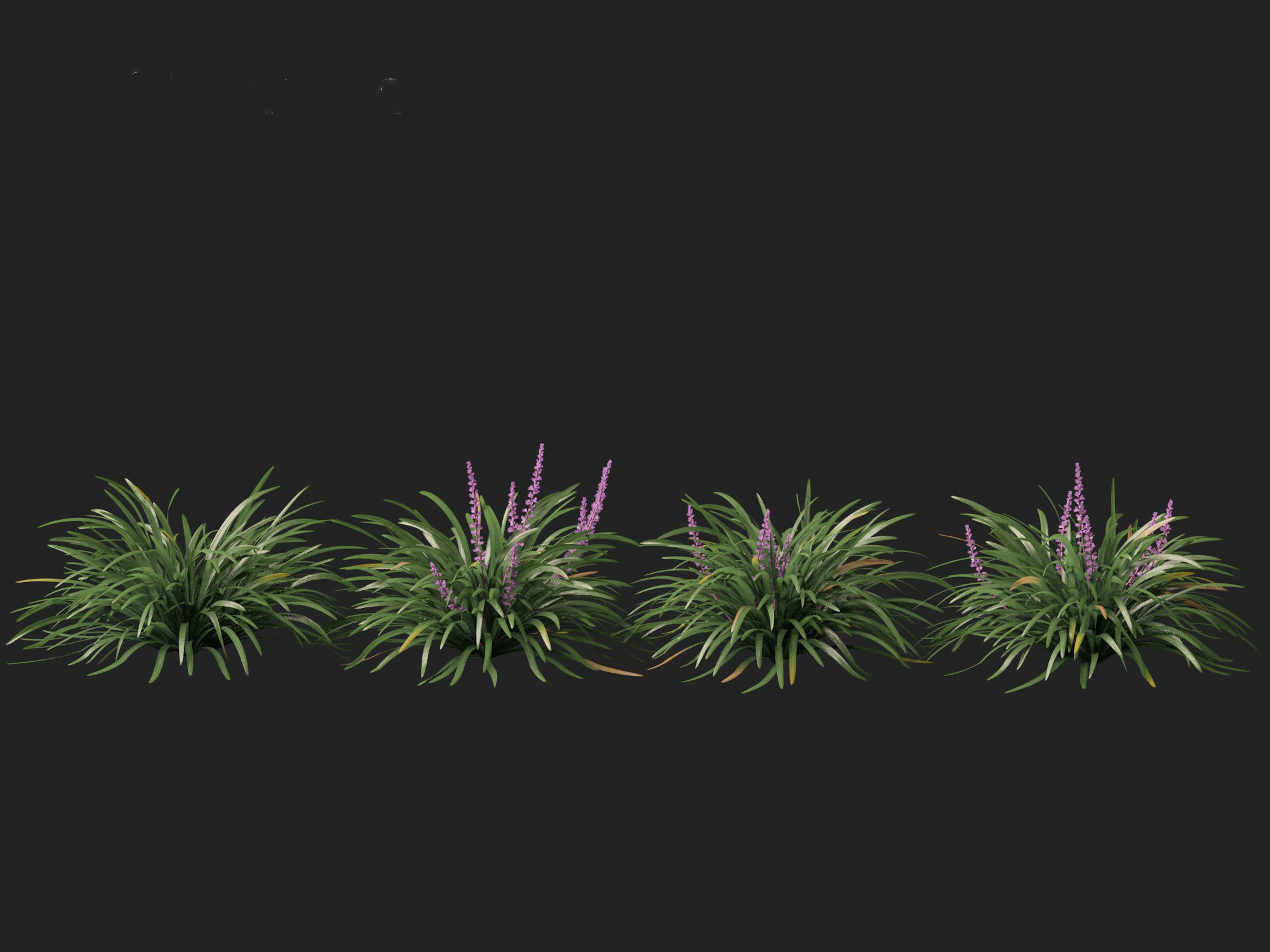 Liriope muscari - blue lily turf  3D model_6