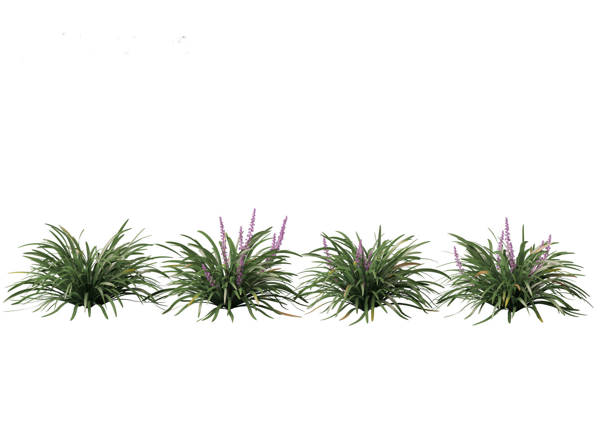 Liriope muscari - blue lily turf  3D model_5