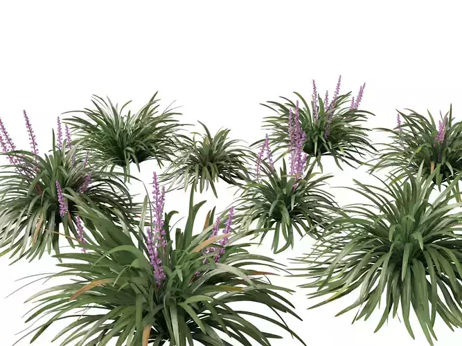 Liriope muscari - blue lily turf 