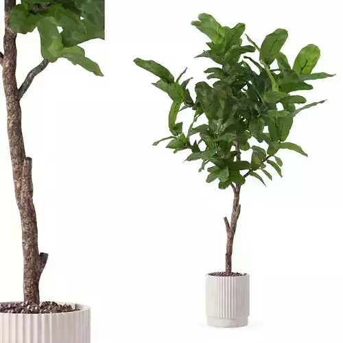 Big ficus lyrata in modern flower pot