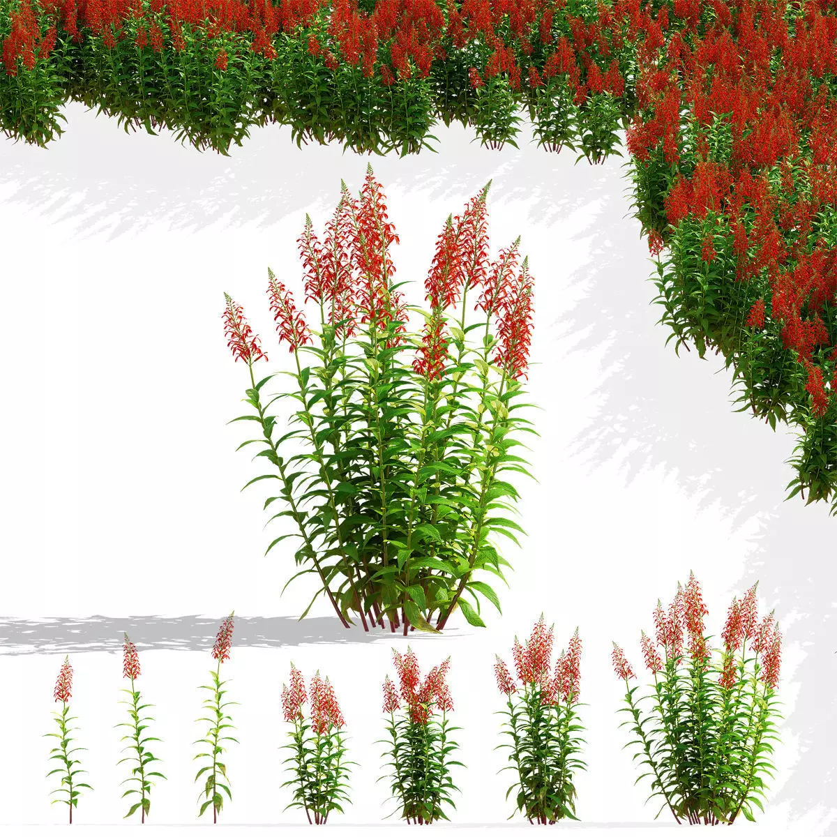 Lobelia cardinalis flower 3D model