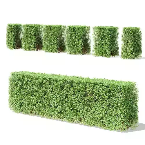 Spiraea cinerea grefshim hedge 3D model