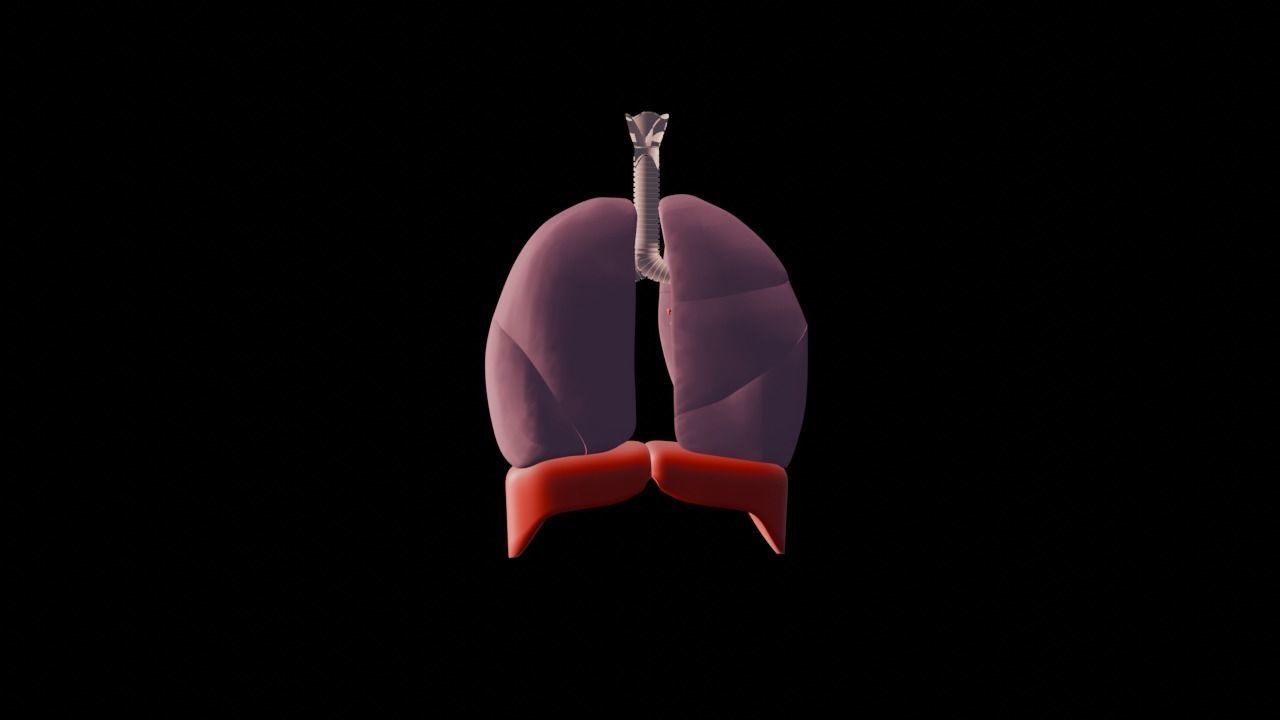 Inhalation and exhalation  3D model_2