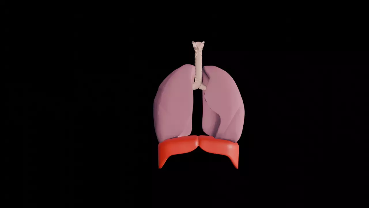 Inhalation and exhalation  3D model_0