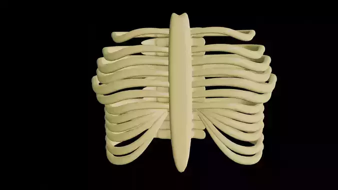 Rib cage 3D model
